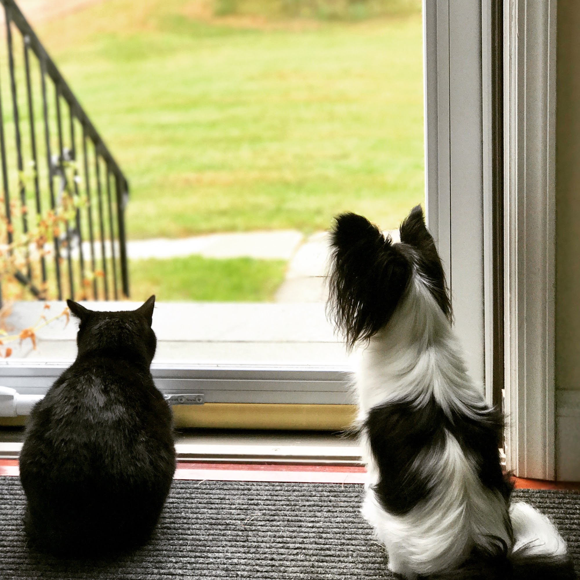 New Castle Veterinary Hospital Chappaqua