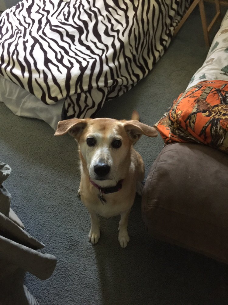 North Franklin Veterinary Services: Burl Tracy DVM