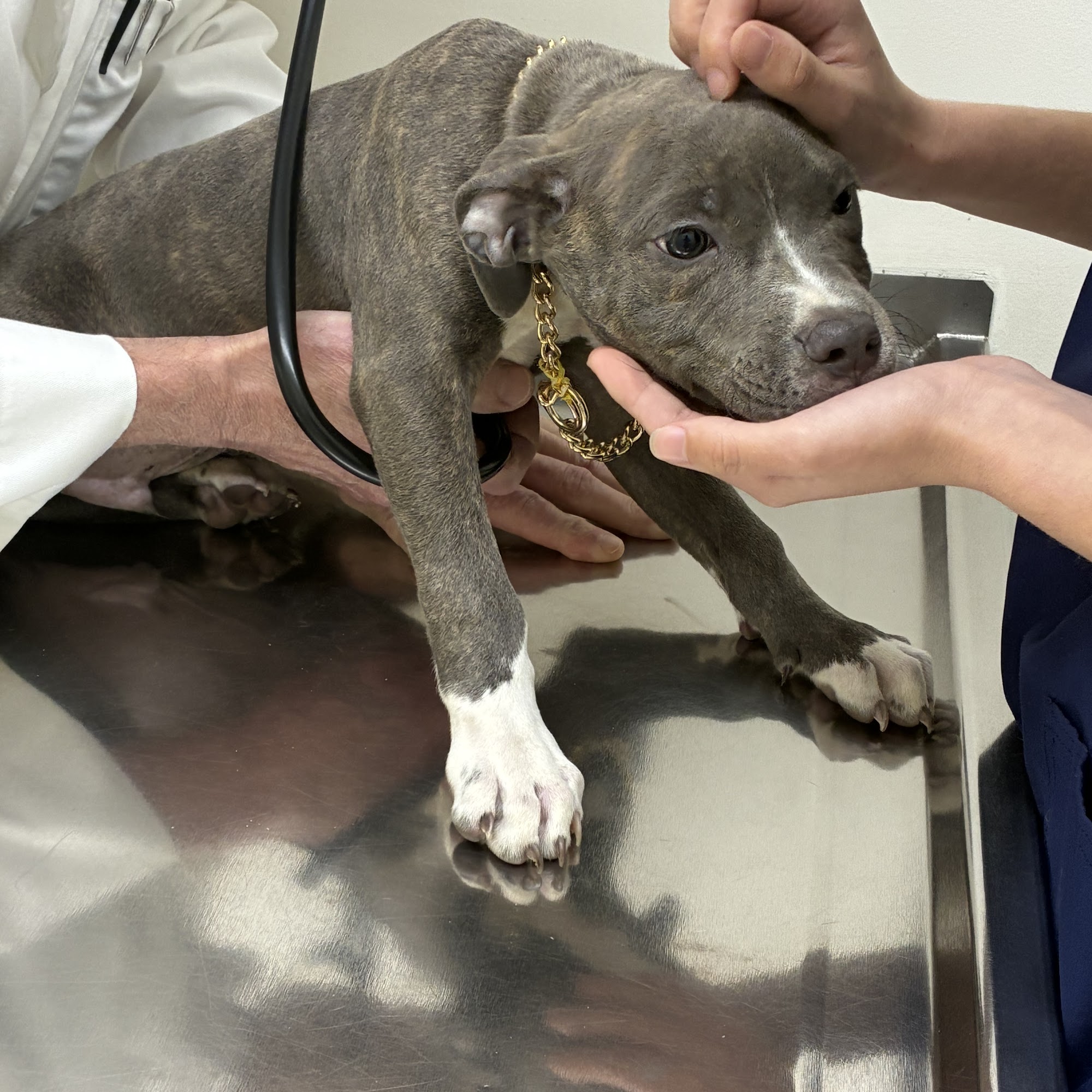 St Francis Animal Hospital: Parisi Joseph M DVM Cheektowaga