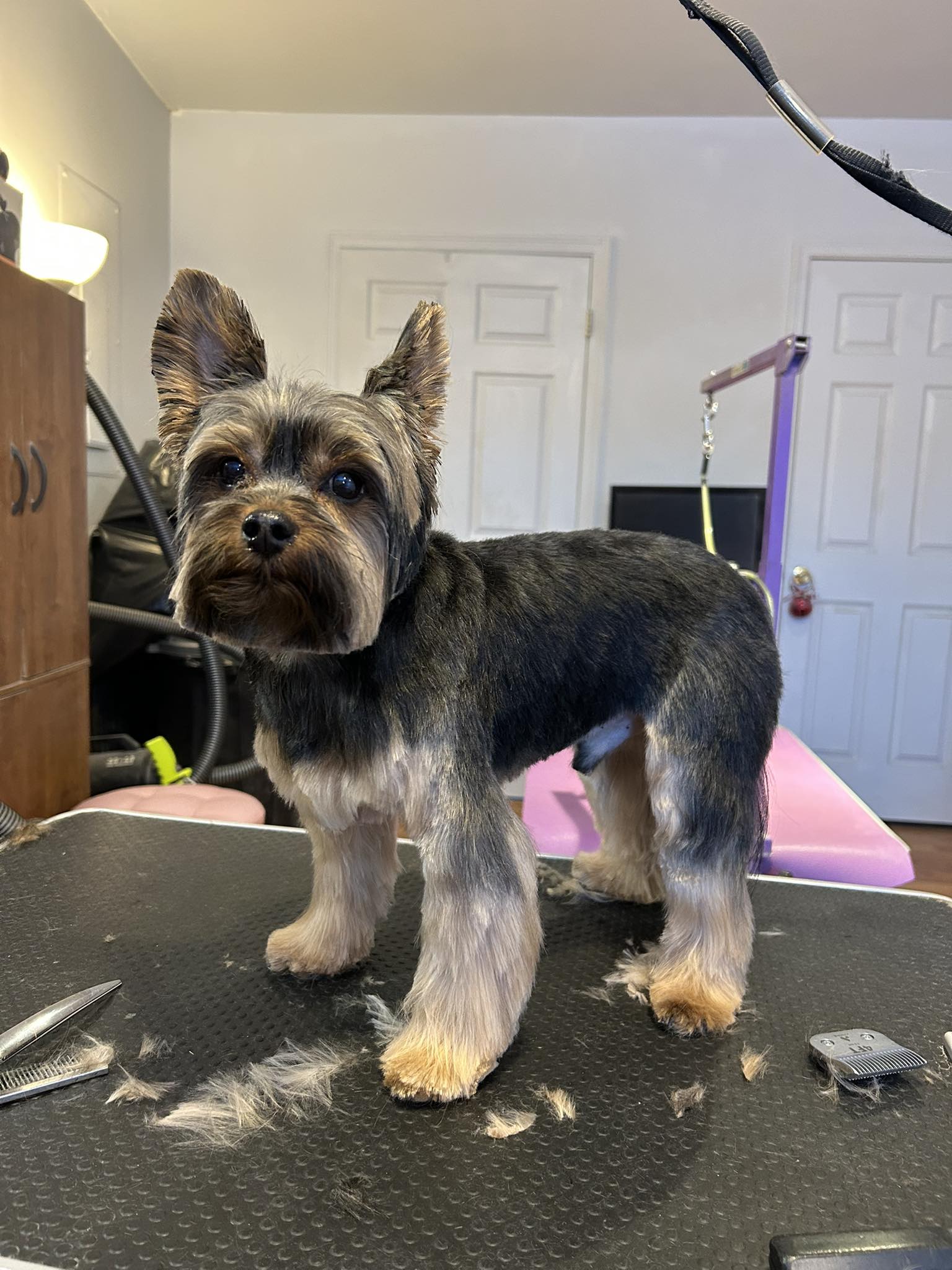 TLC Grooming Chester