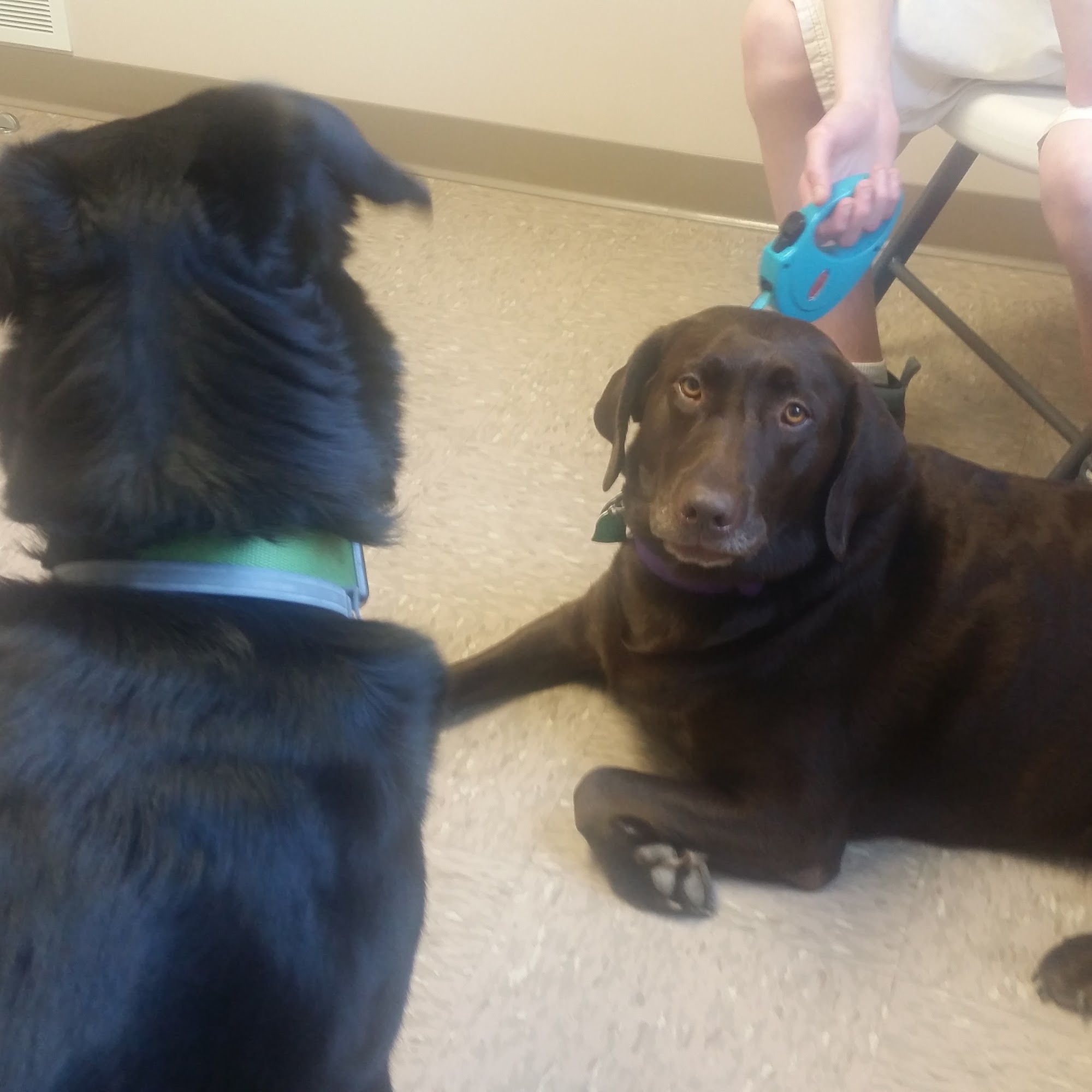 South Shore Veterinary Hospital Cicero