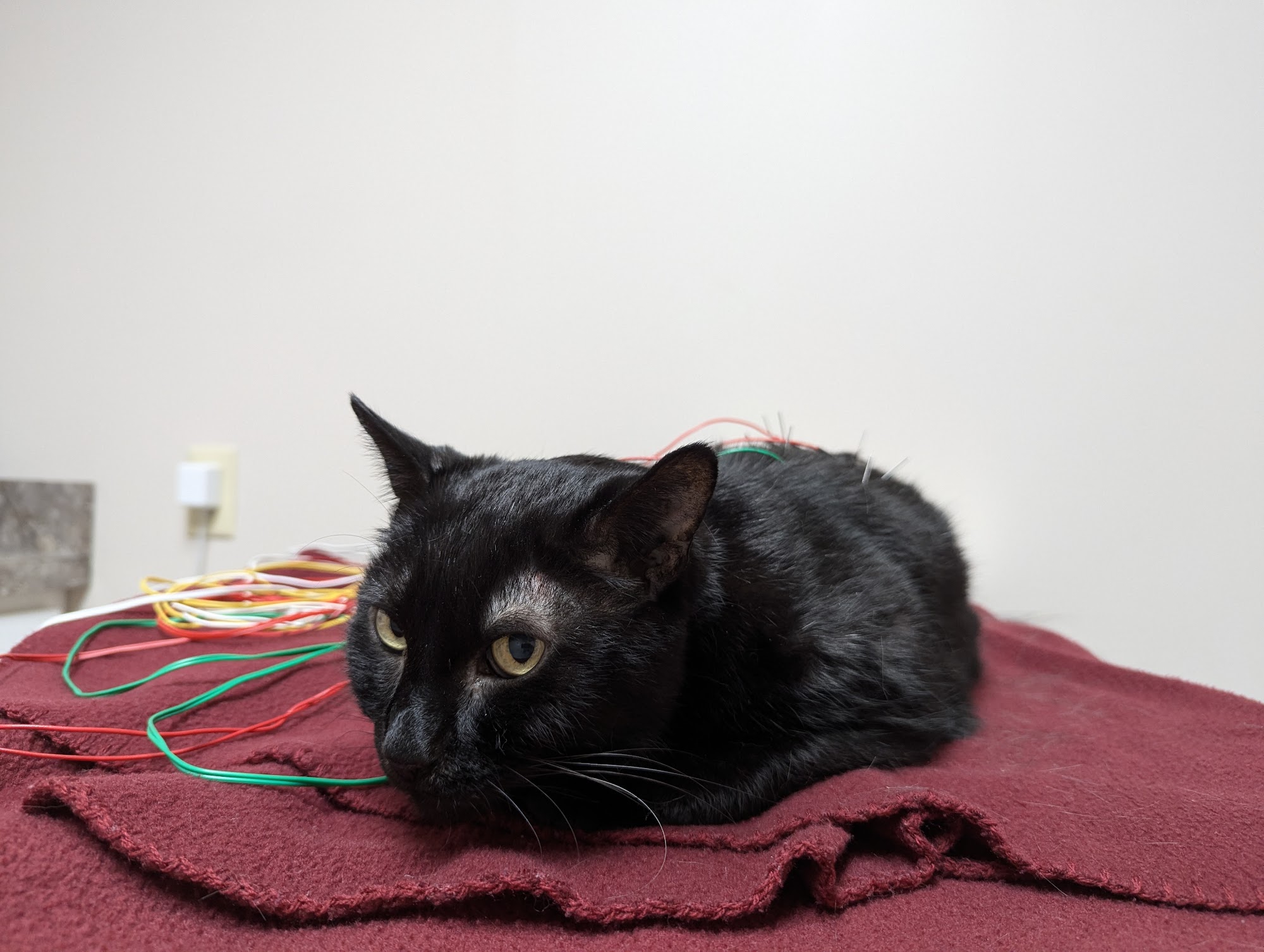 South Shore Veterinary Hospital Cicero