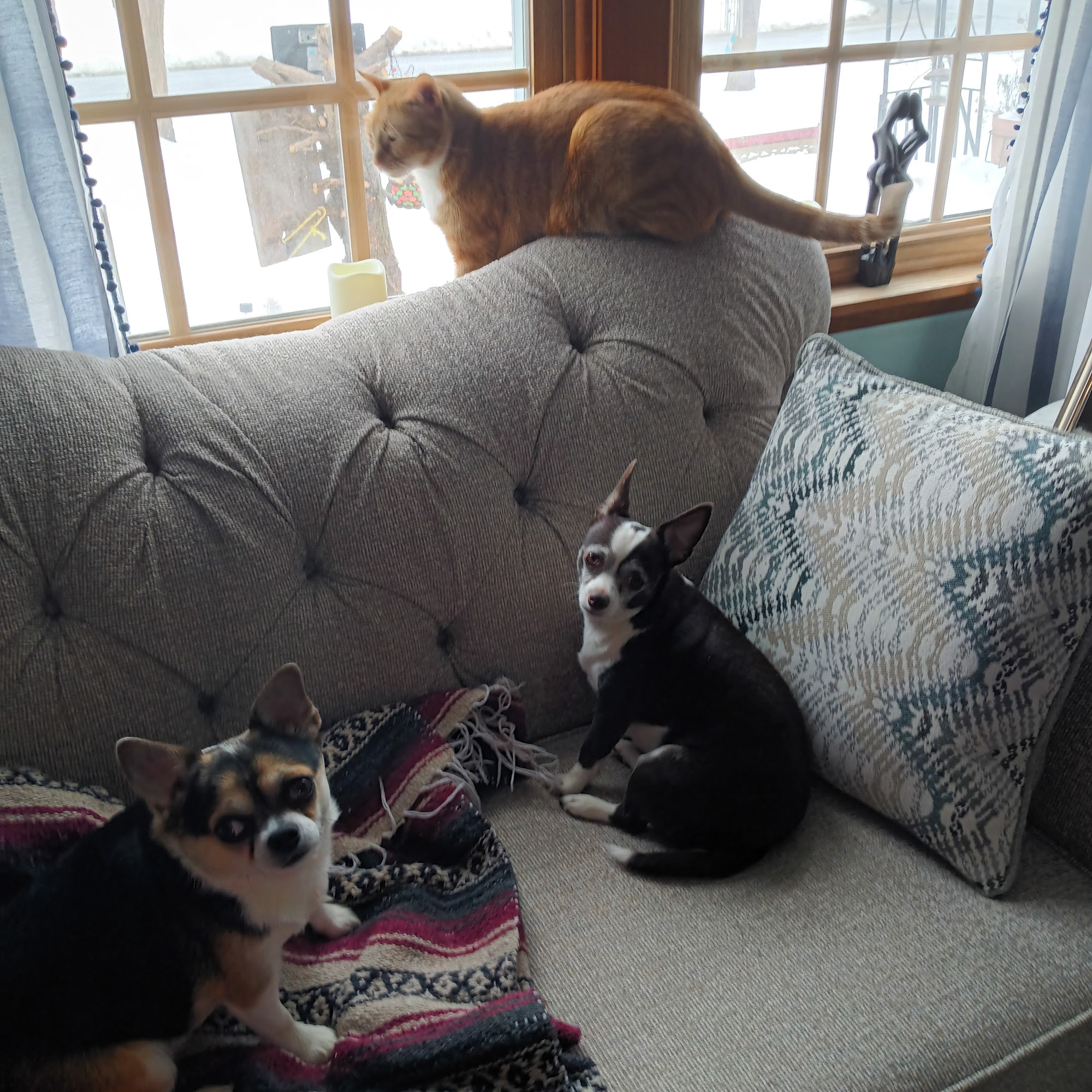 Total Veterinary Care Cicero Cicero