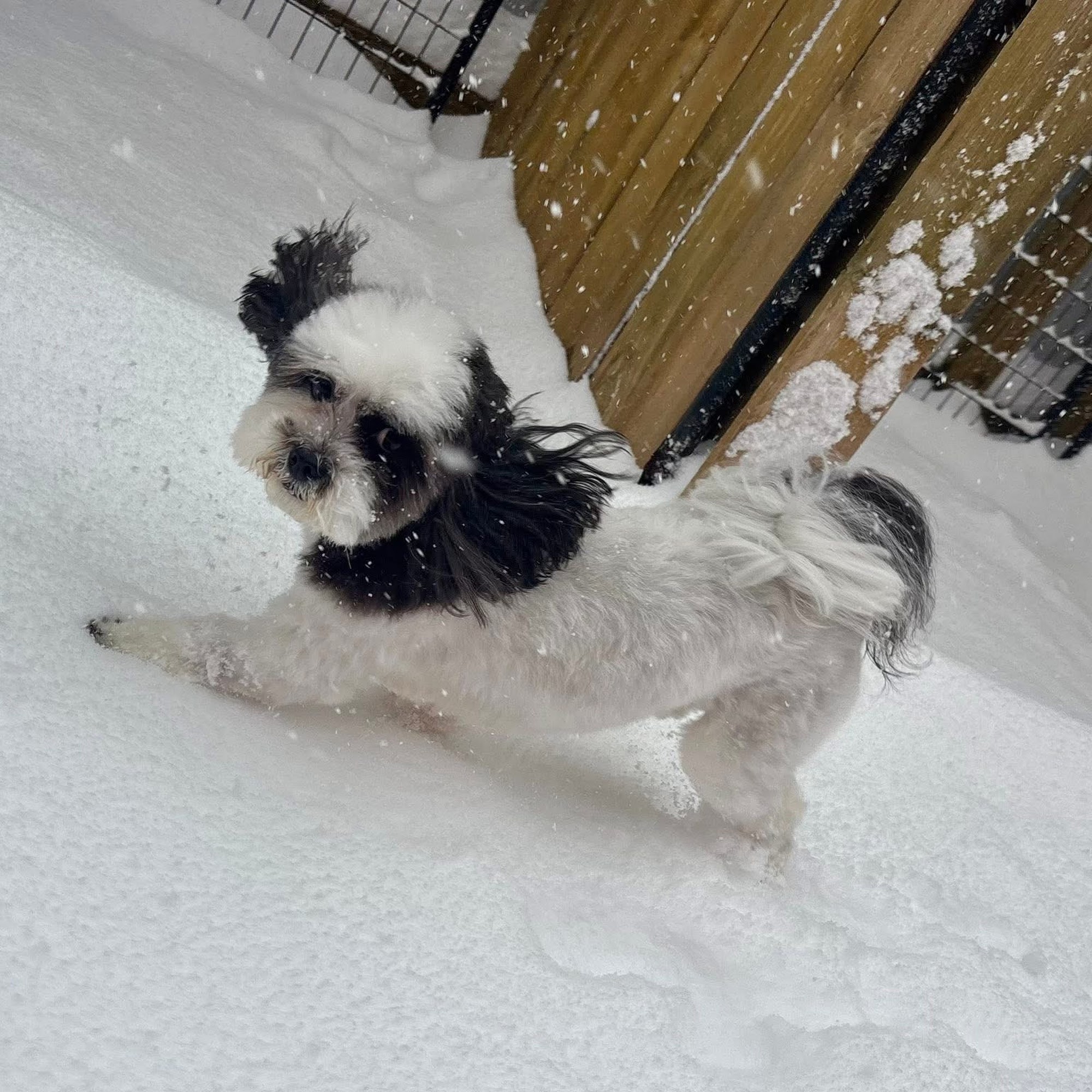 Carm's Dog House - Cicero Cicero