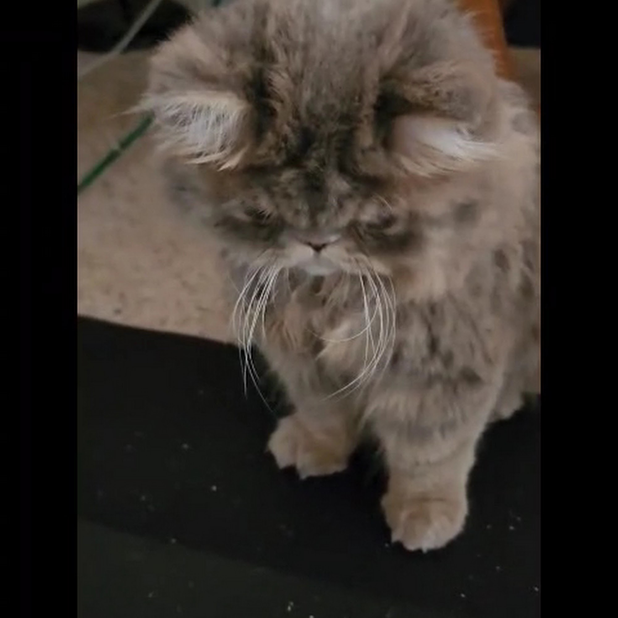 Sweet Paws Pet Grooming and Boarding Cicero