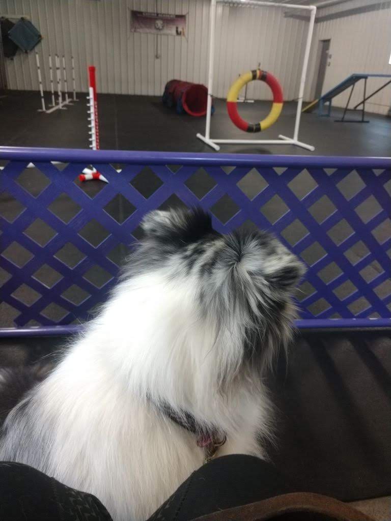 Canine Academy Clarence