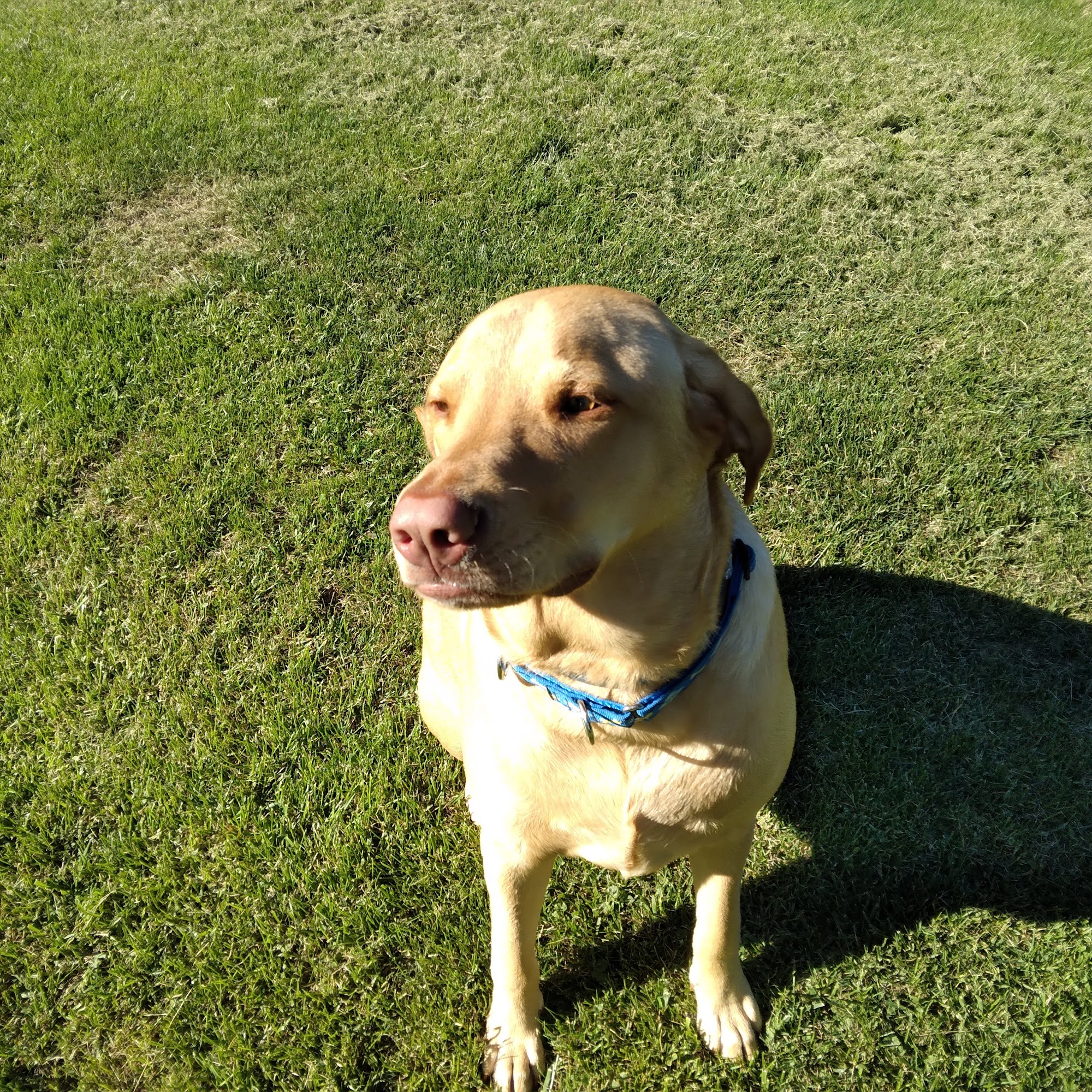 Halfmoon Veterinary Hospital Clifton Park