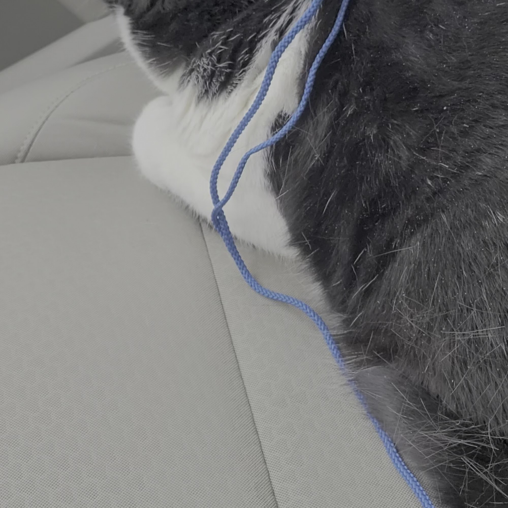 Boght Veterinary Clinic Cohoes