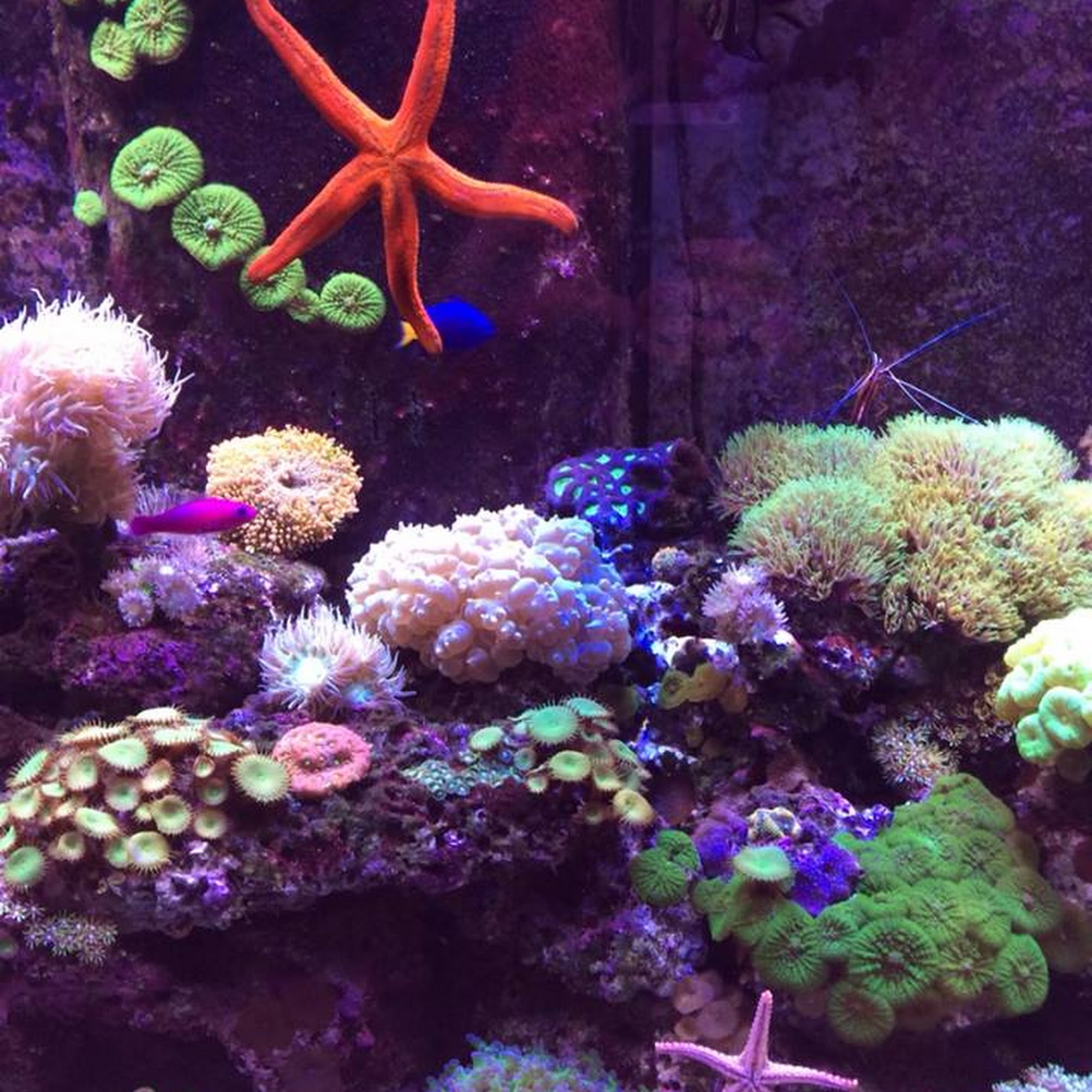 Eddie's Aquarium Centre Cohoes