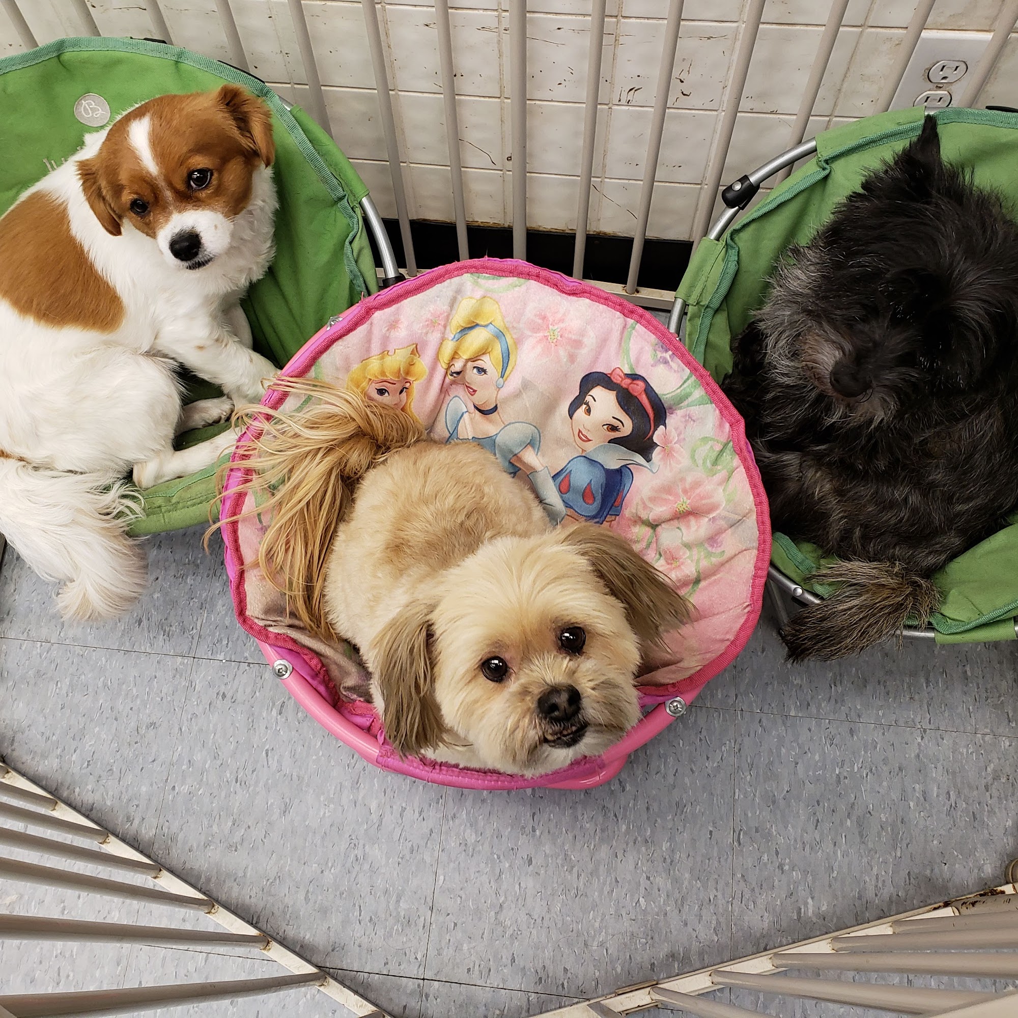 The Animal House Pet Grooming Cohoes