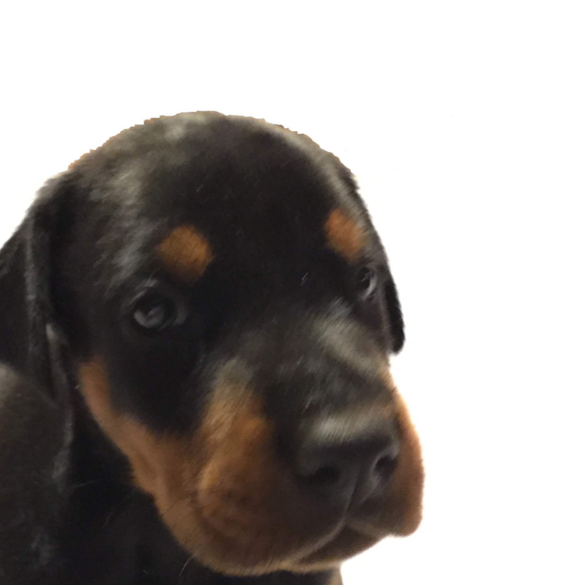 Animal Hospital of Cold Spring Cold Spring