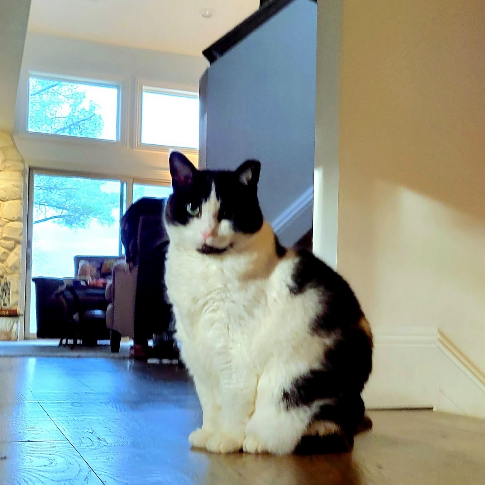 Veterinary Emergency Group Commack