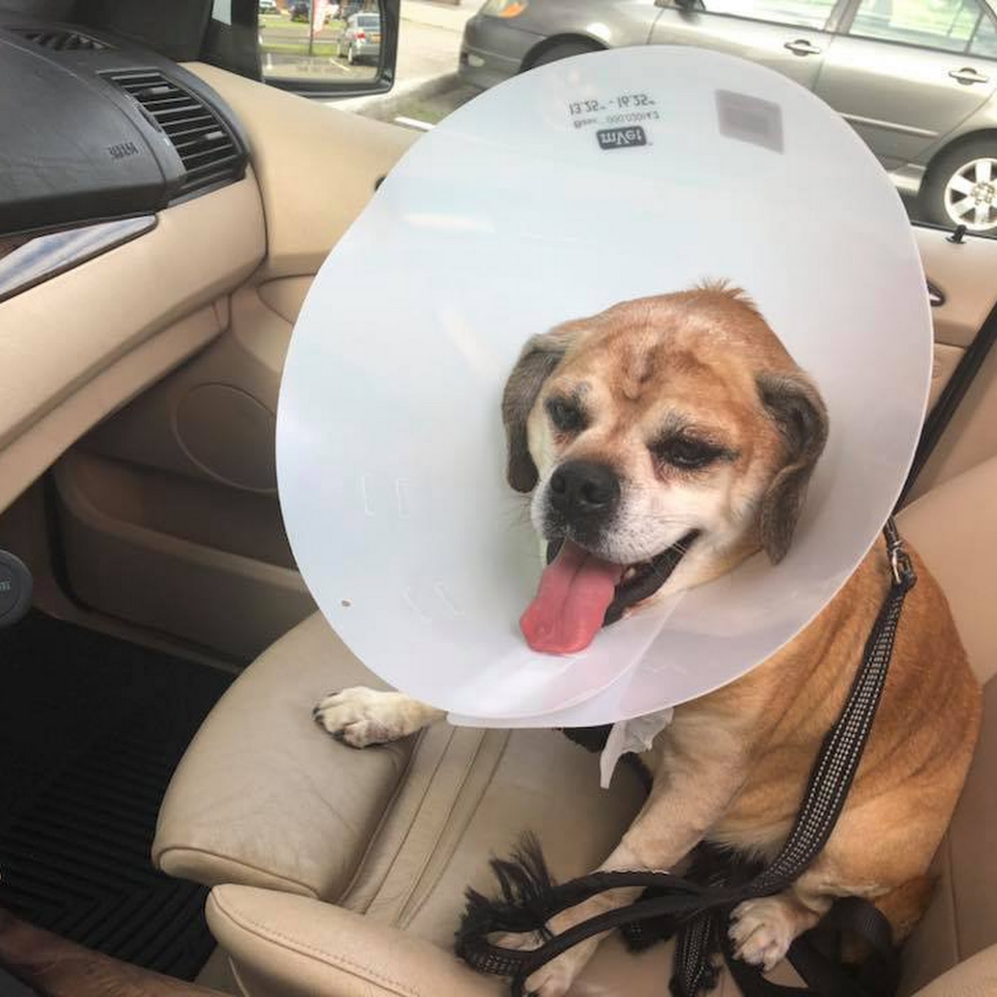 Peace Love Pets Veterinary Care, A Thrive Pet Healthcare Partner Commack