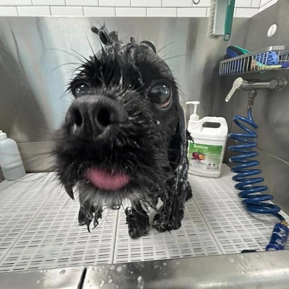 The Pet Salon Commack