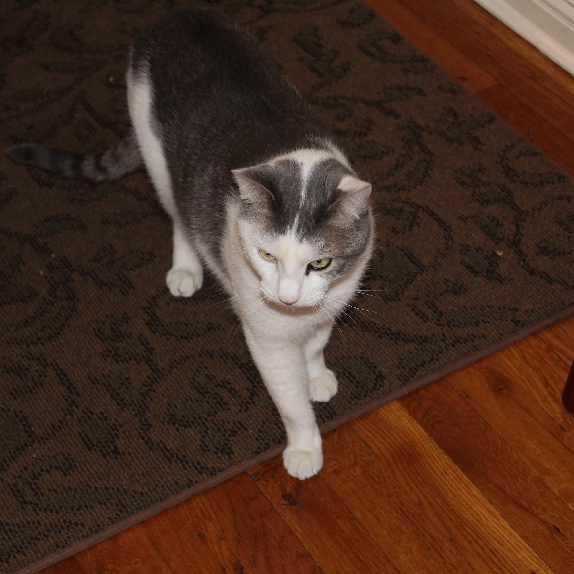 Harris Lori DVM Commack