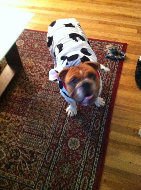 Petco Grooming Commack