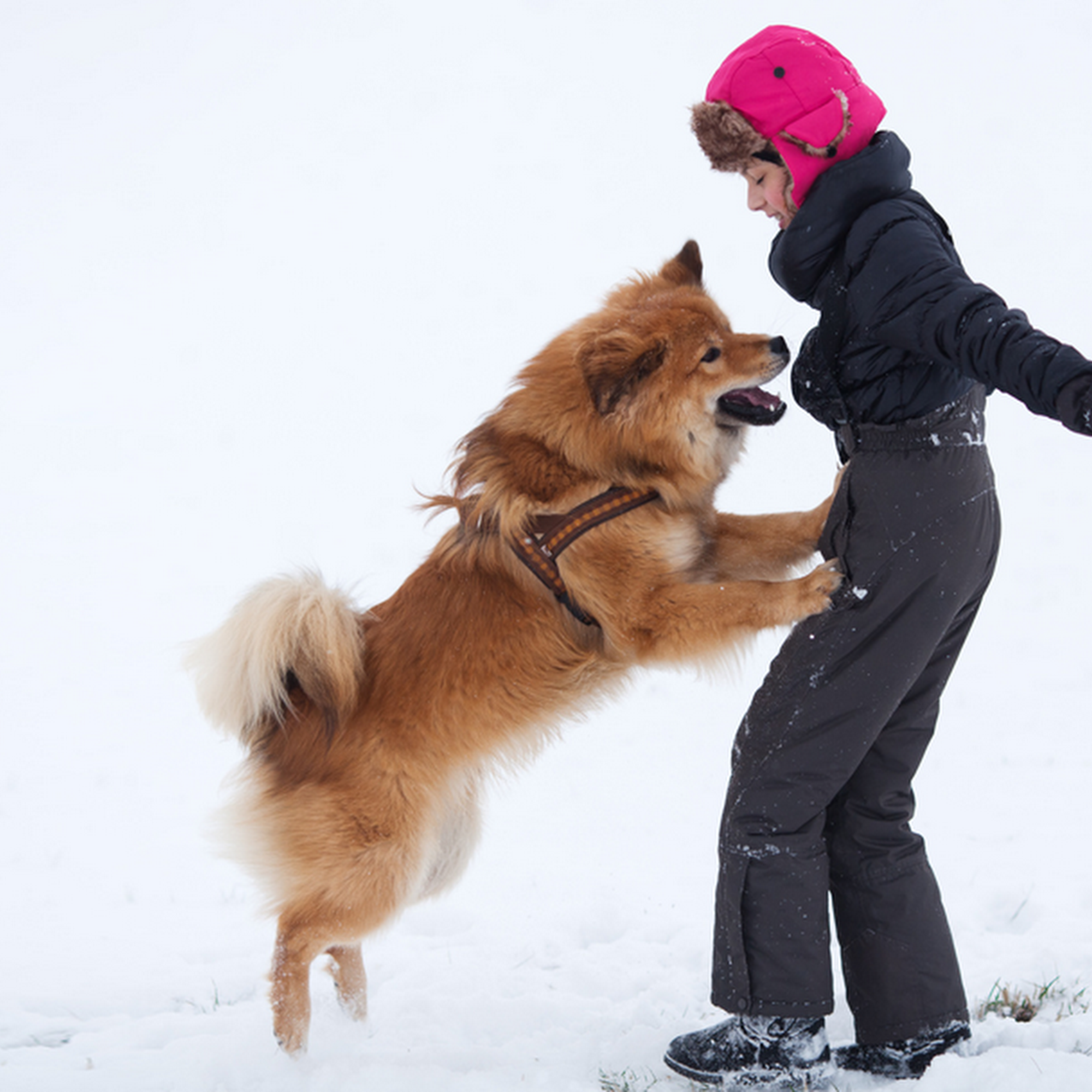 Stein-Way Dog Training Congers
