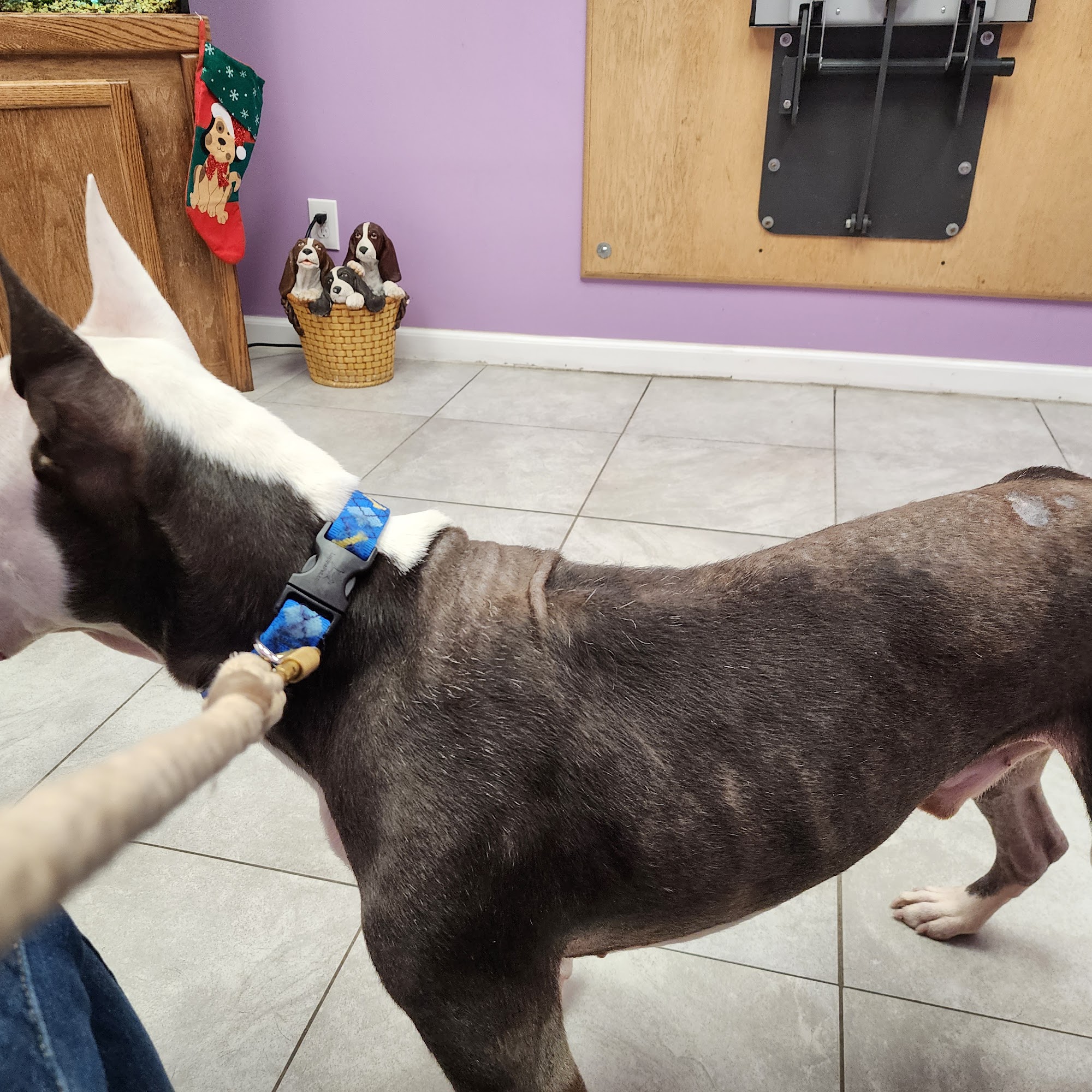 Island Veterinary Hospital Coram