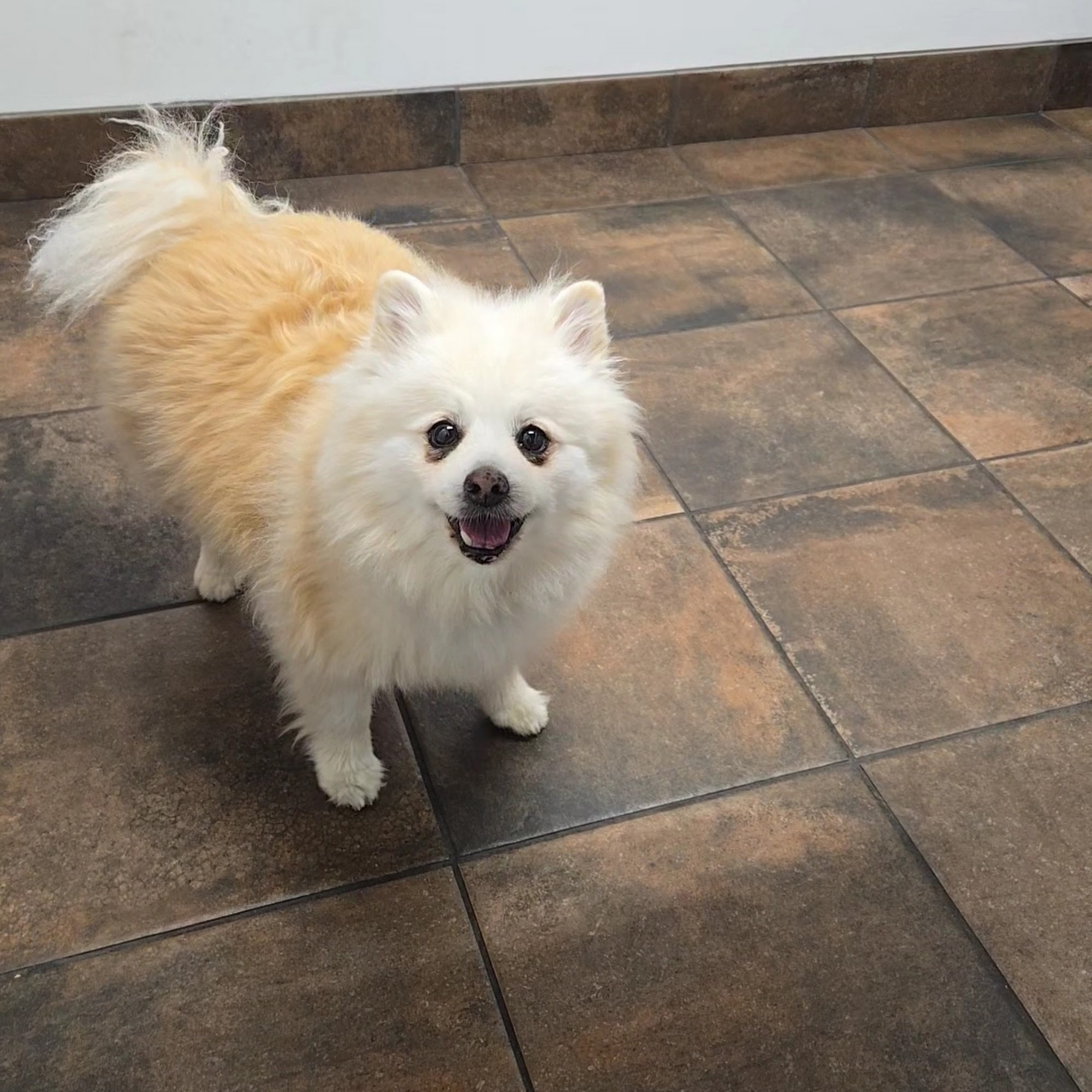 Corfu Veterinary Clinic Corfu