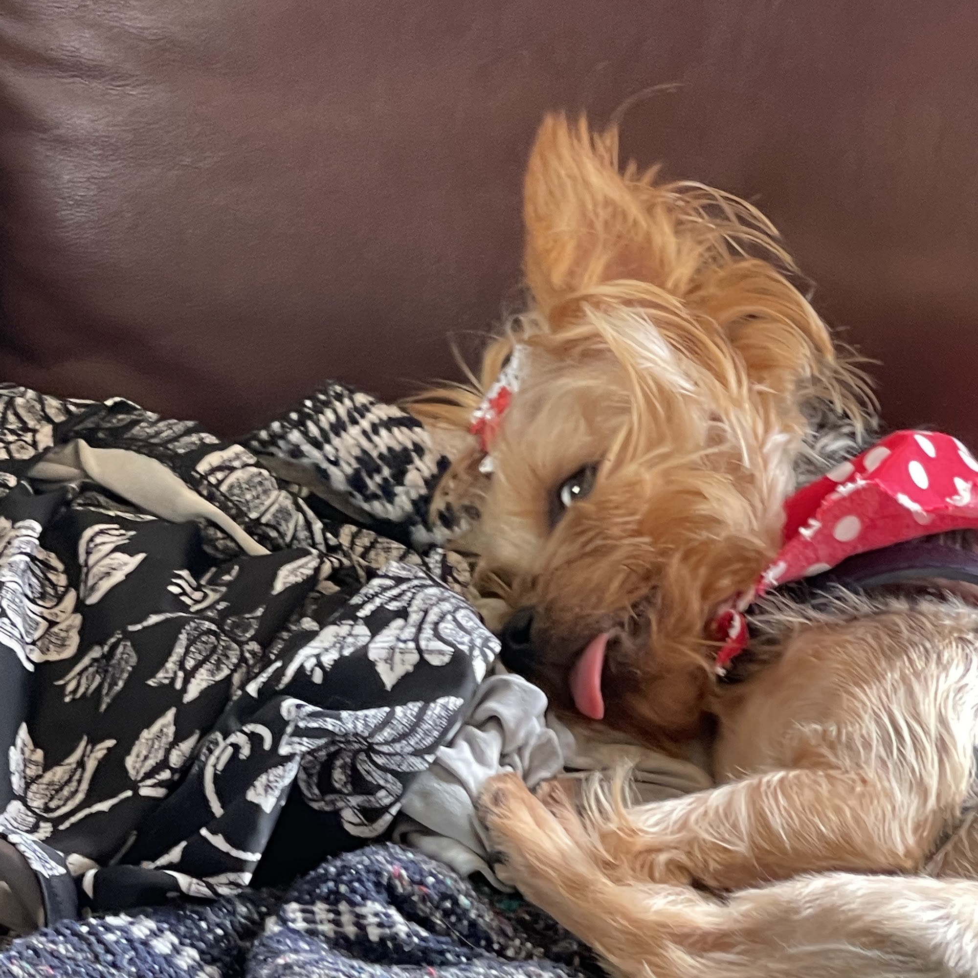 Main Street Veterinary Clinic Cornwall-on-Hudson