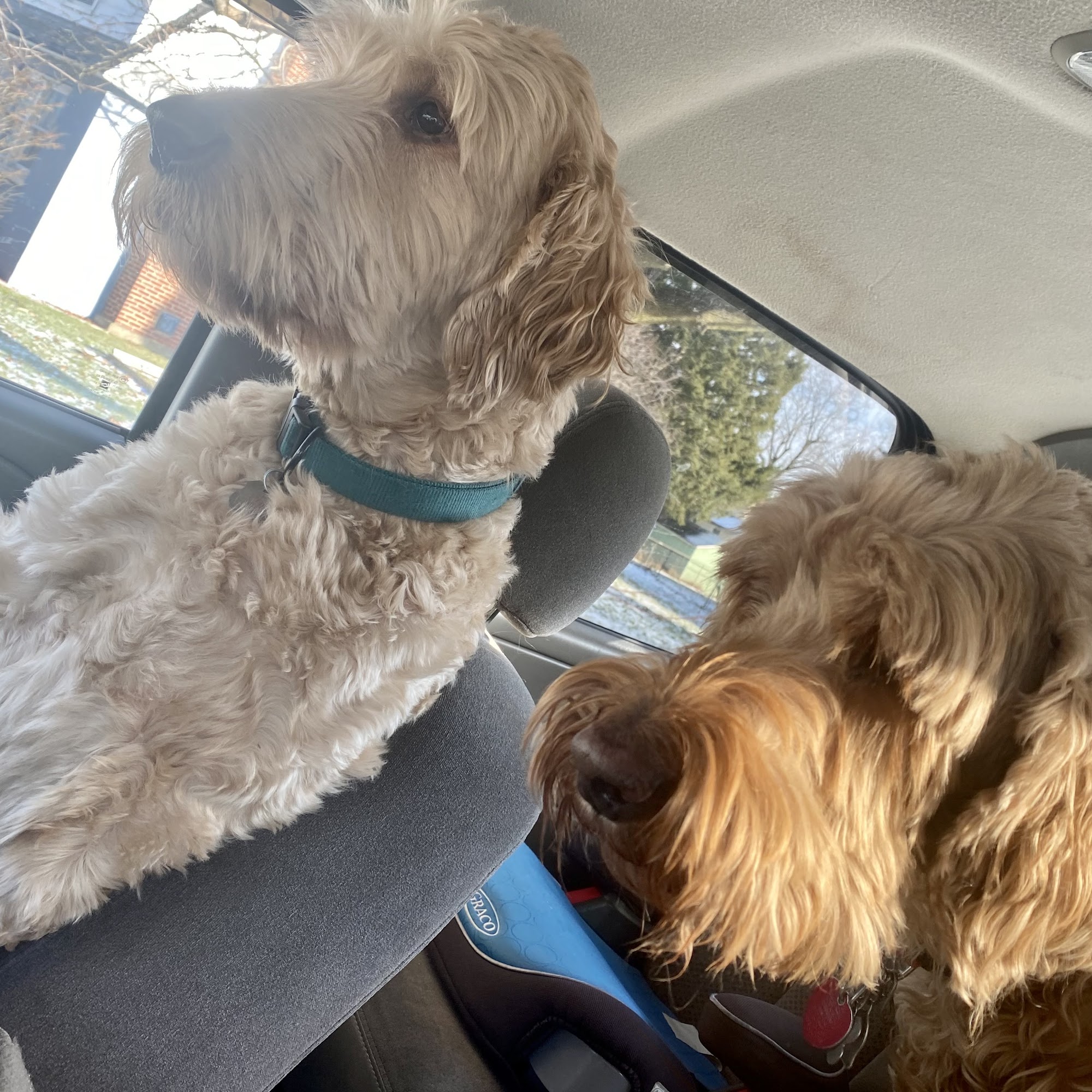 Martin Mark L DVM Cortland