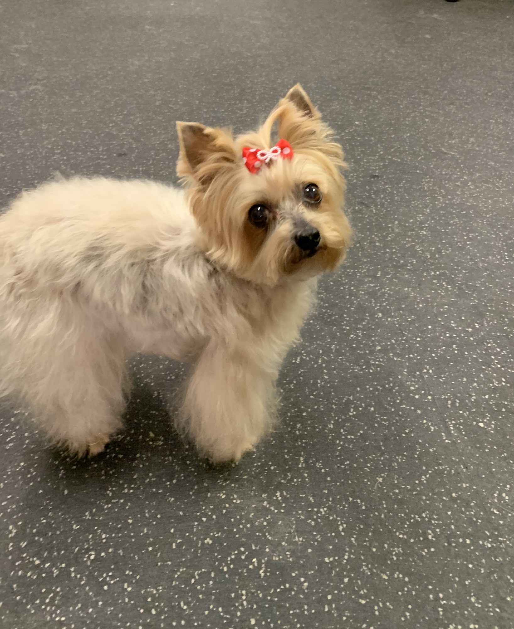 A Bark Bath & Beyond Cortland