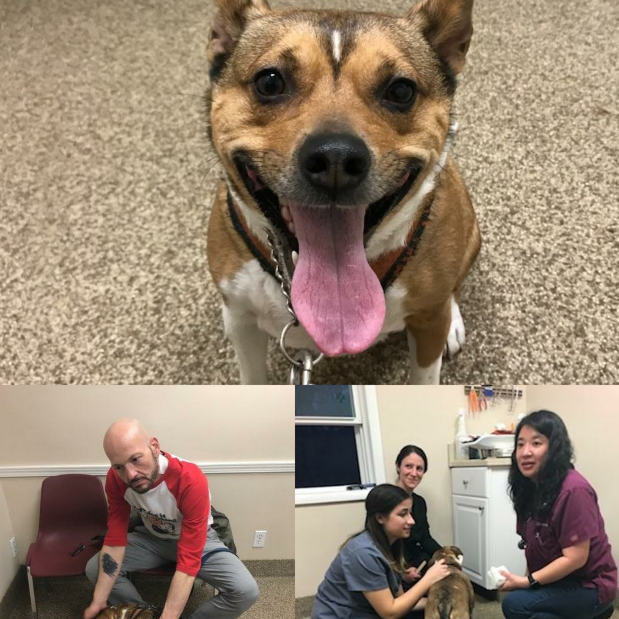 North Westchester Veterinary Office Cortlandt