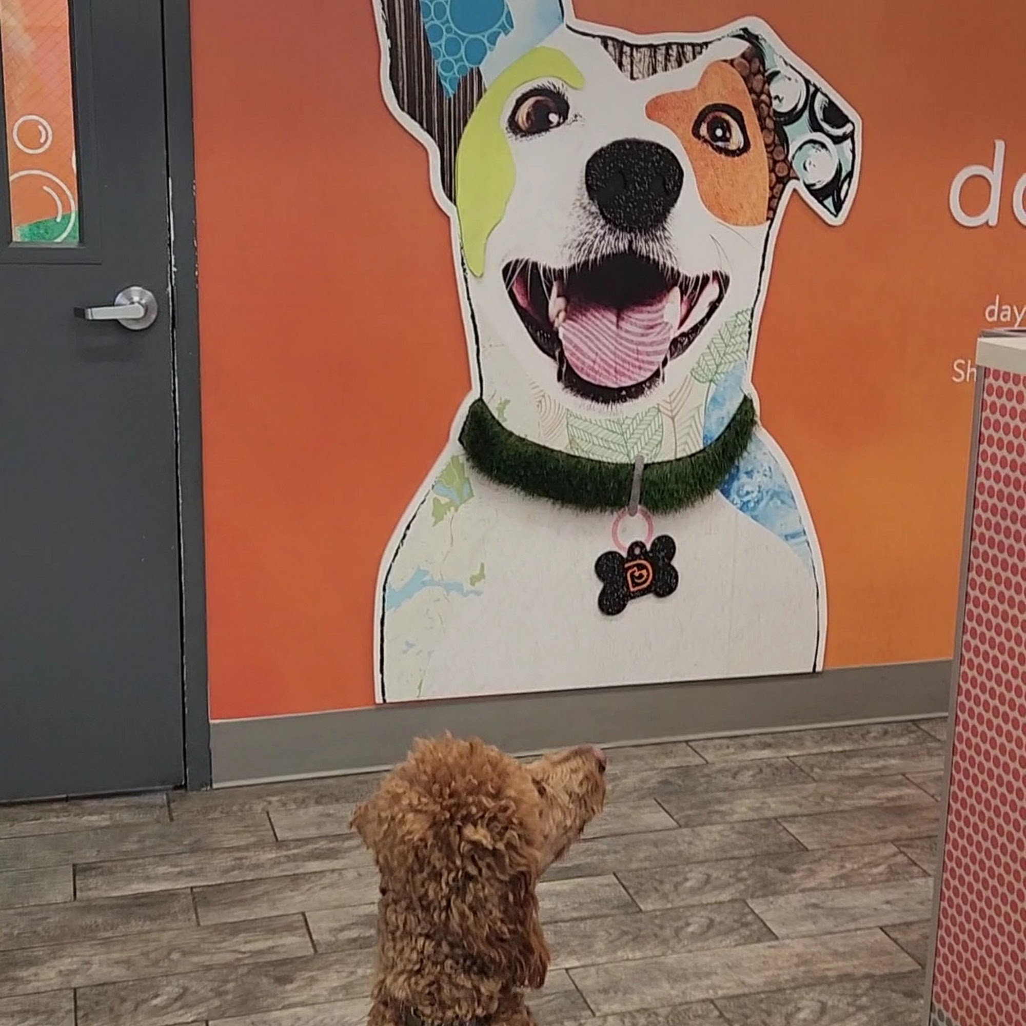 Dogtopia of Yorktown Cortlandt