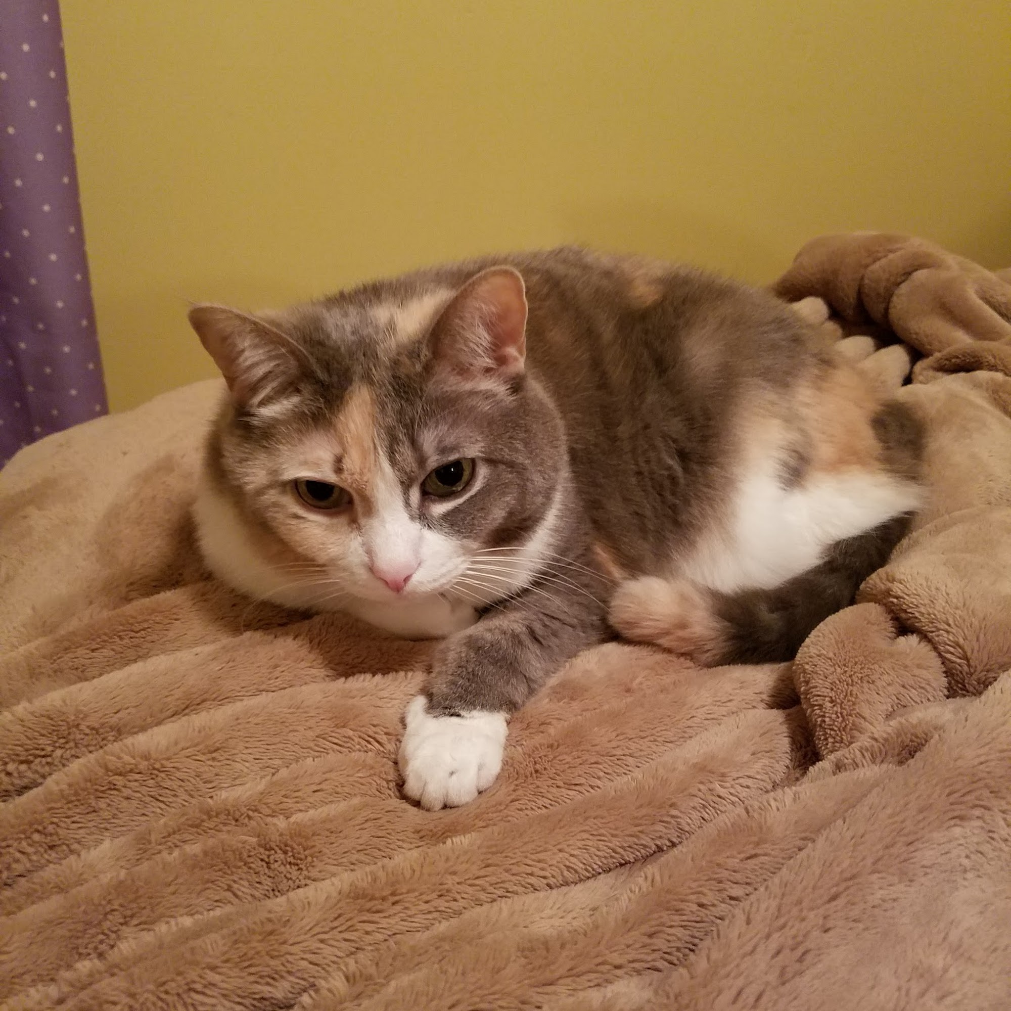 Deer Park Animal Hospital Deer Park