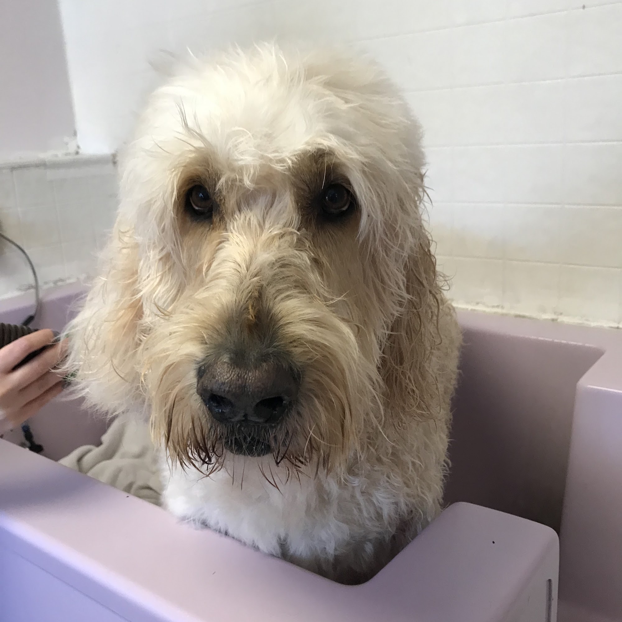 Shampoodle LLC Delmar