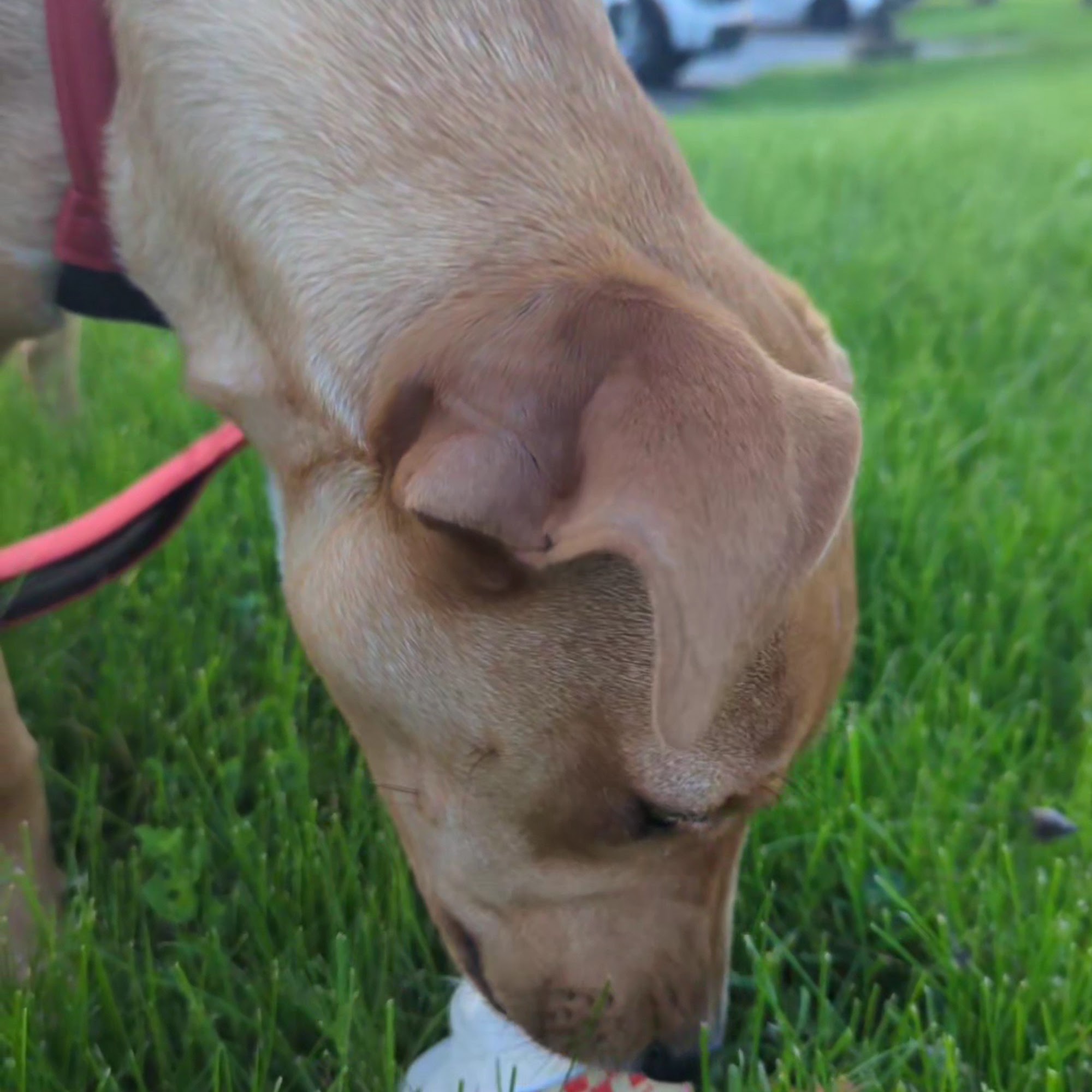 Anderson's Frozen Custard Depew