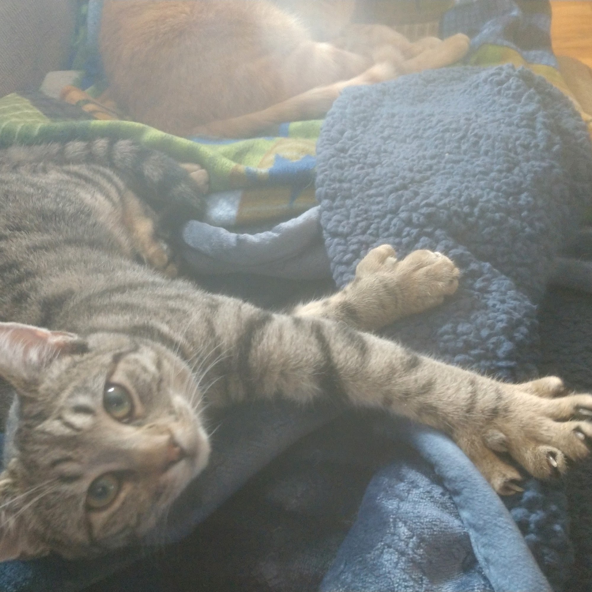 Transit Animal Hospital Depew