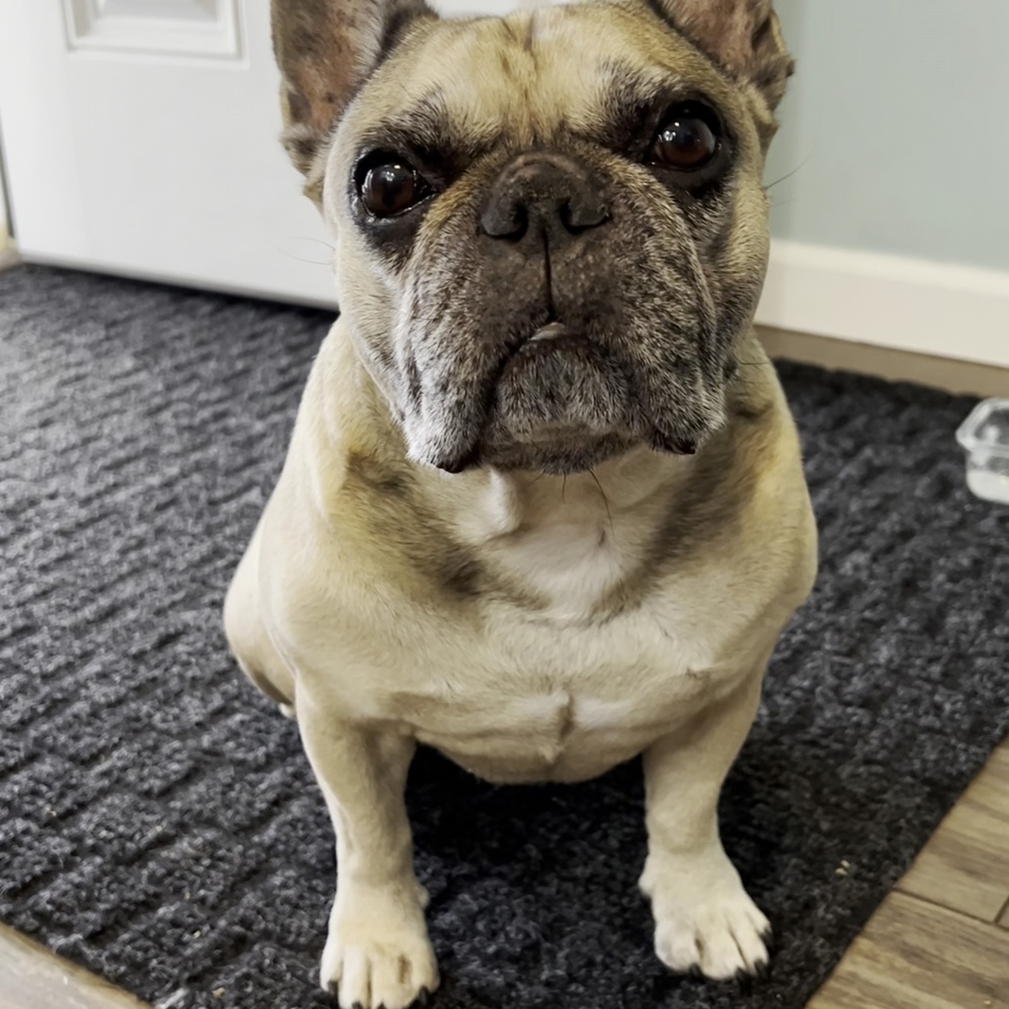 Animal Eye Care of Western New York Depew