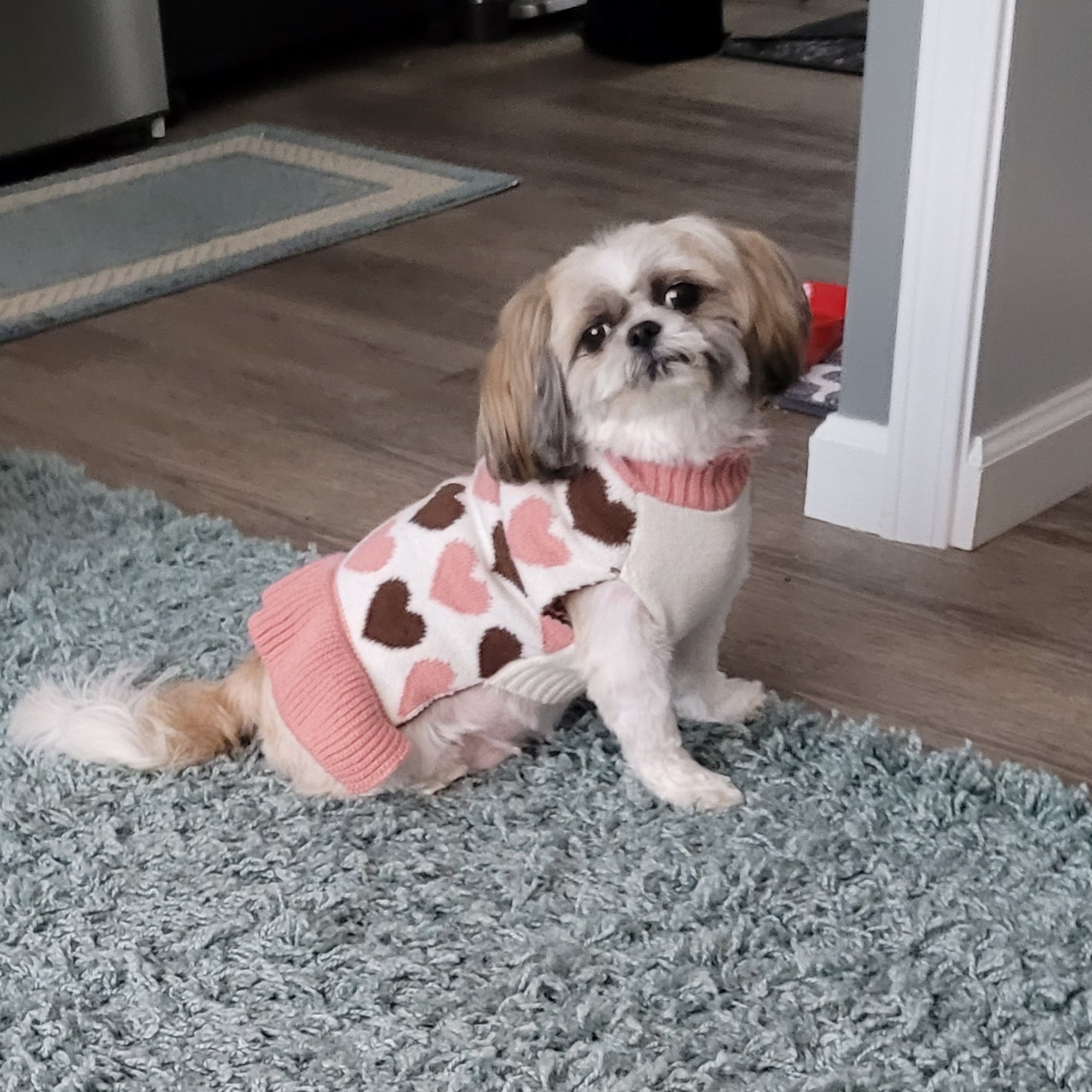 Happy Paws Grooming Salon Derby