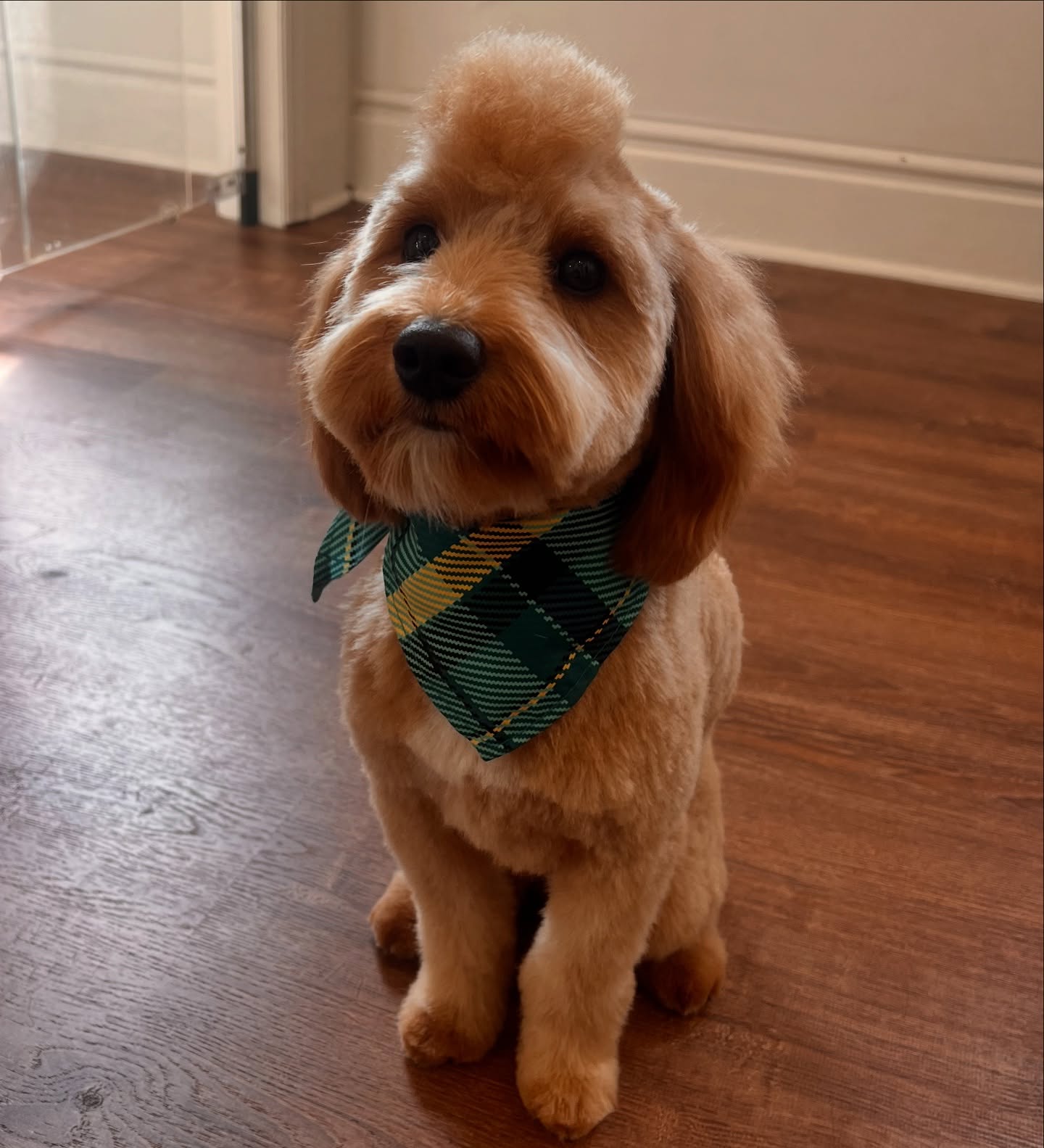 Primp My Paws Dobbs Ferry