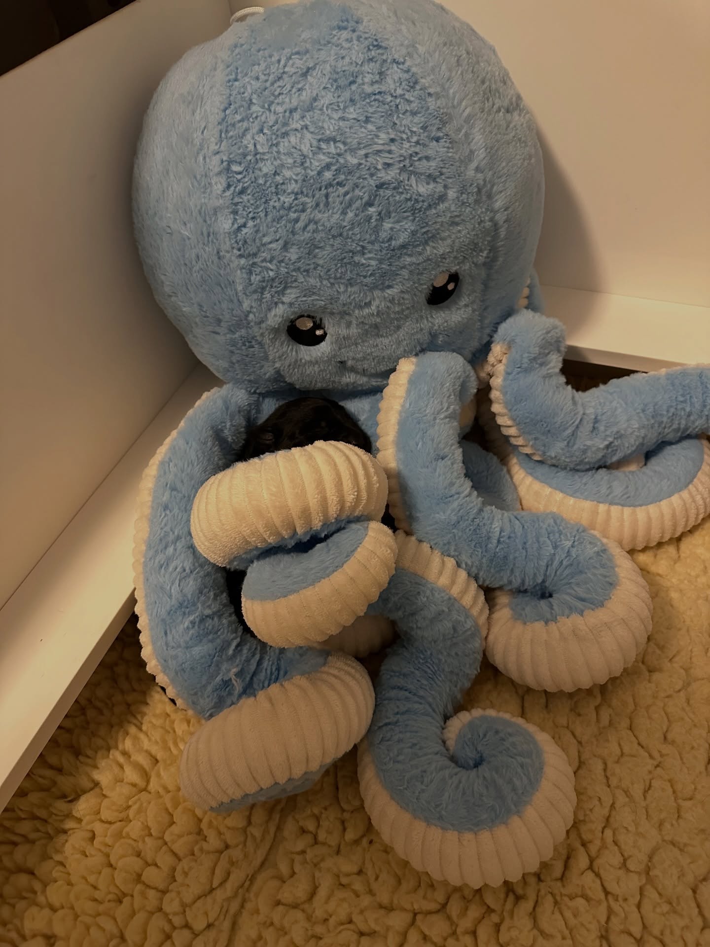 MondioPup, Inc. - Balanced Dog Training Dover Plains