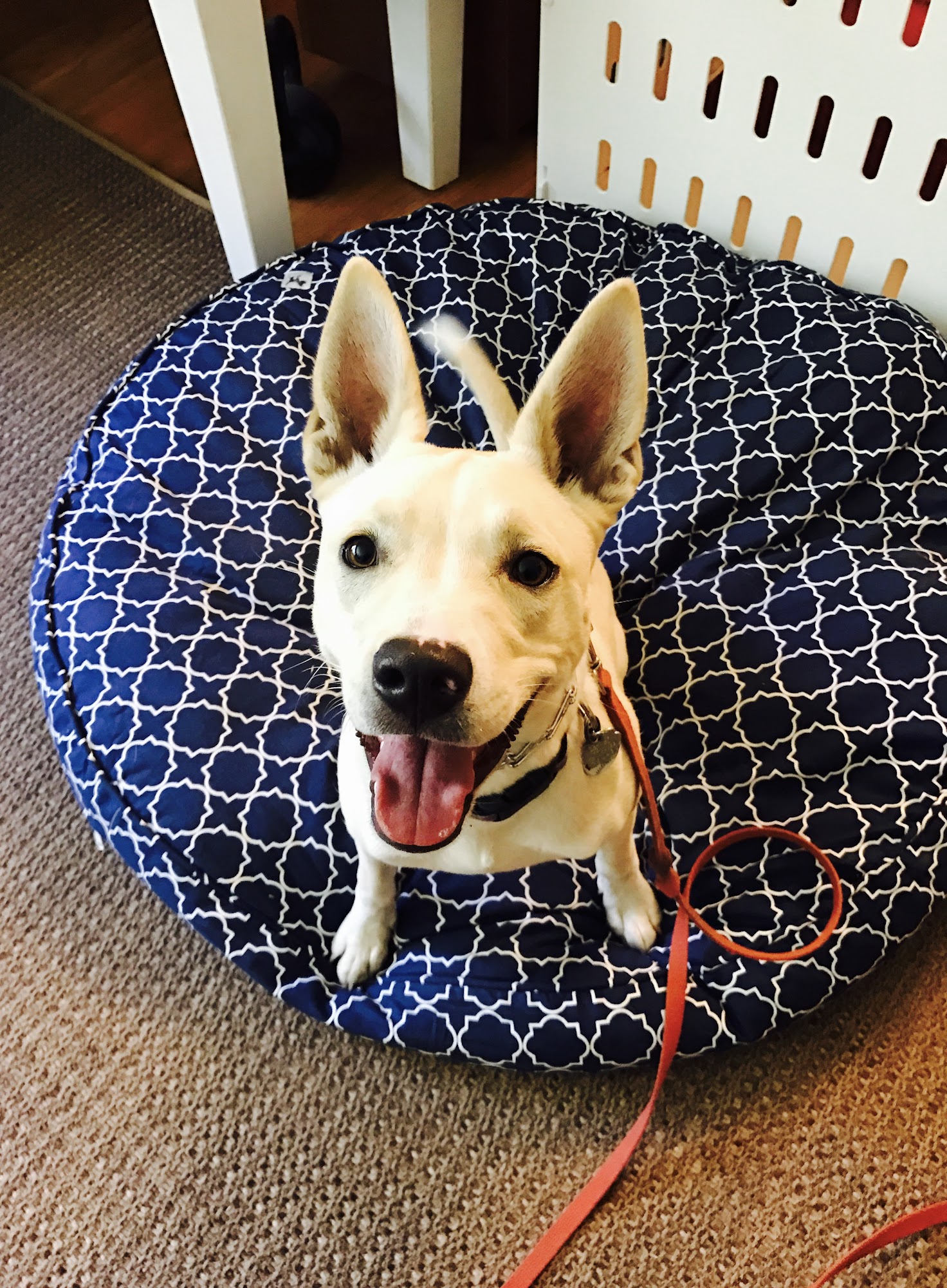 MondioPup, Inc. - Balanced Dog Training Dover Plains