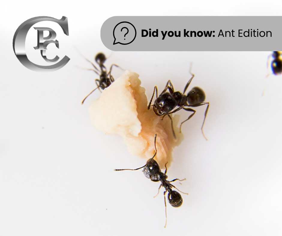 Custom Pest Control - Yates County NY