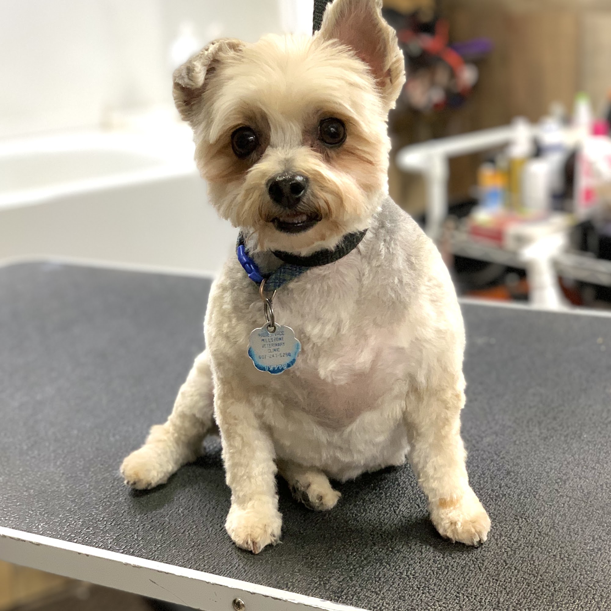 Jessie’s Pet Grooming Dundee