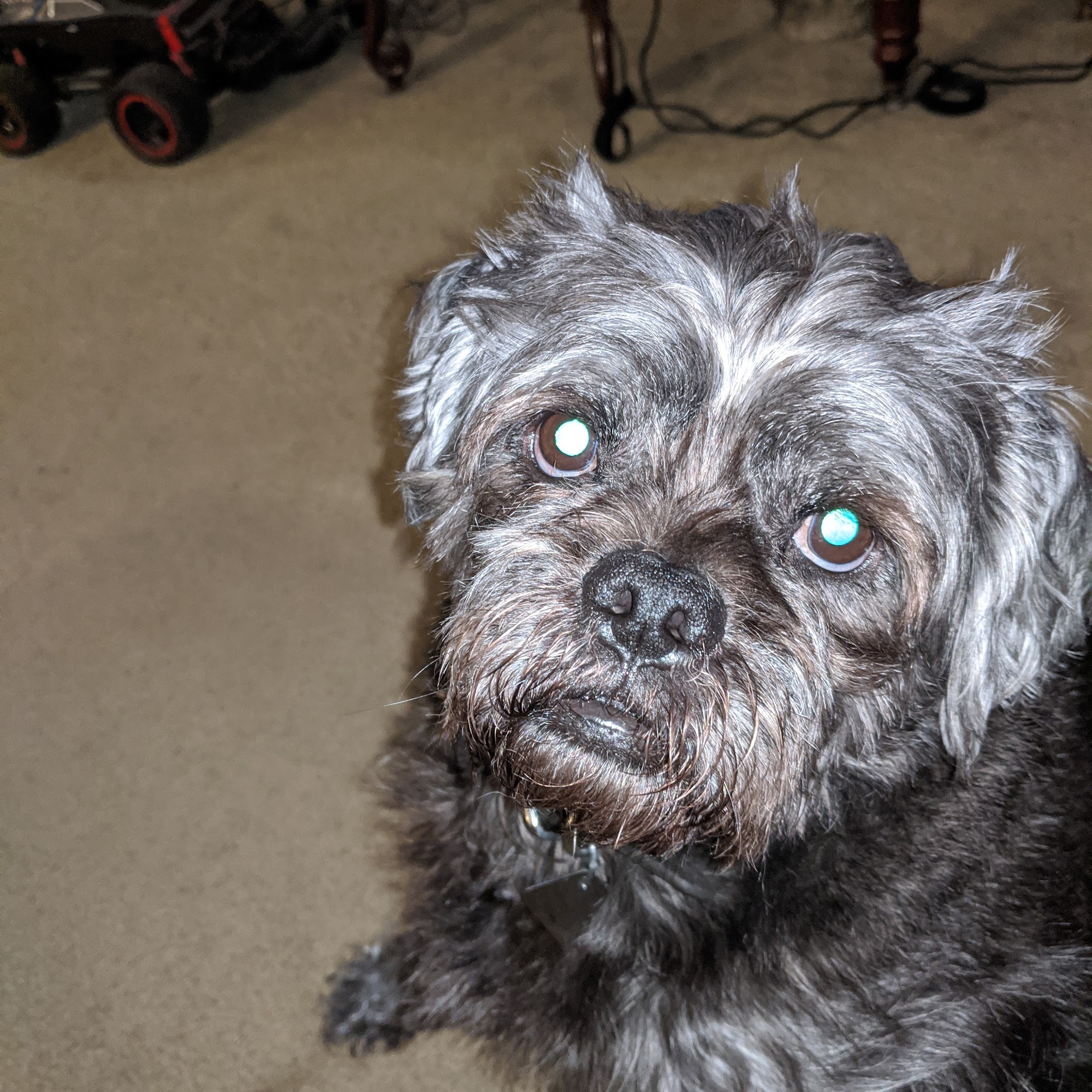 Dunkirk Animal Clinic Dunkirk