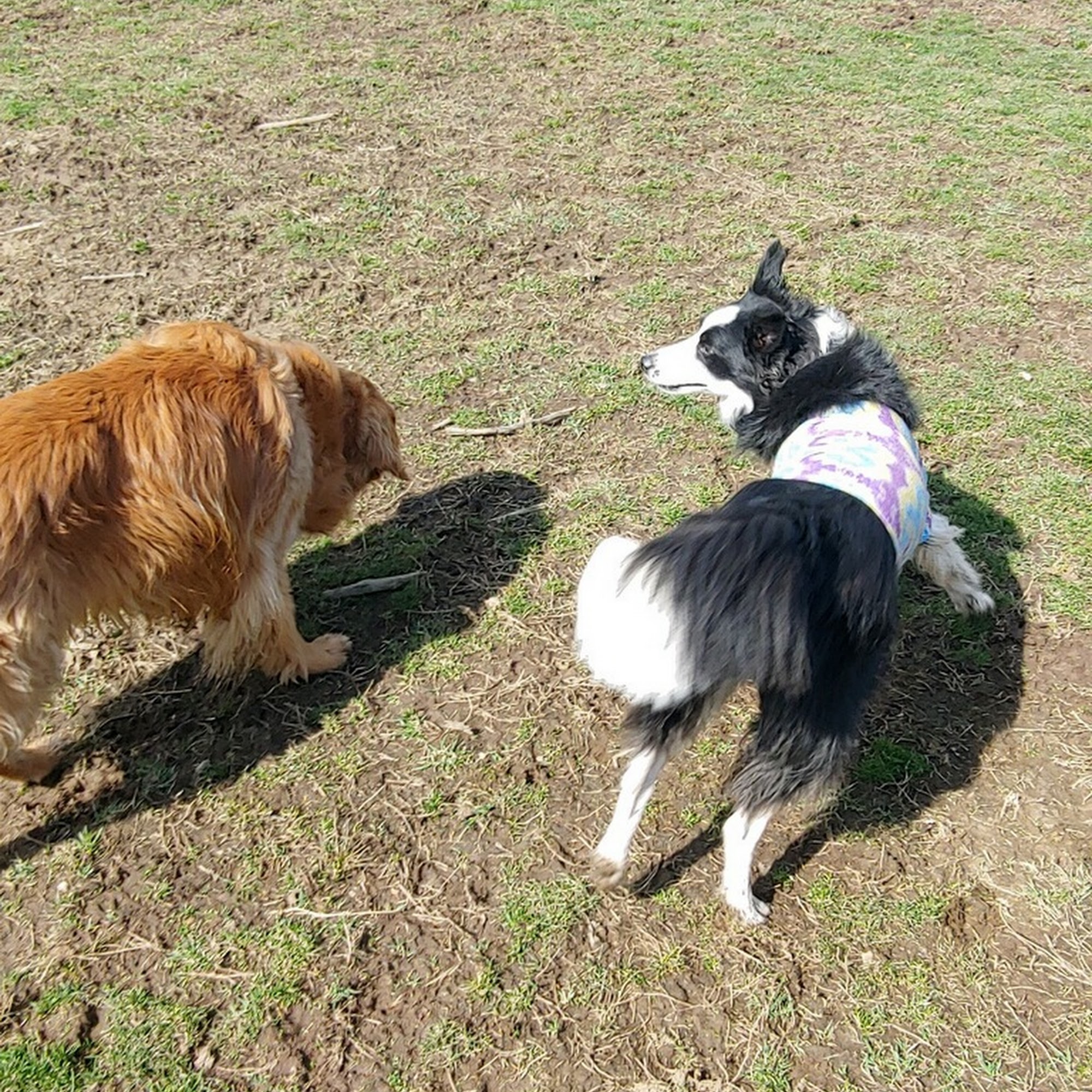 Julie's Pet Palace Dunkirk