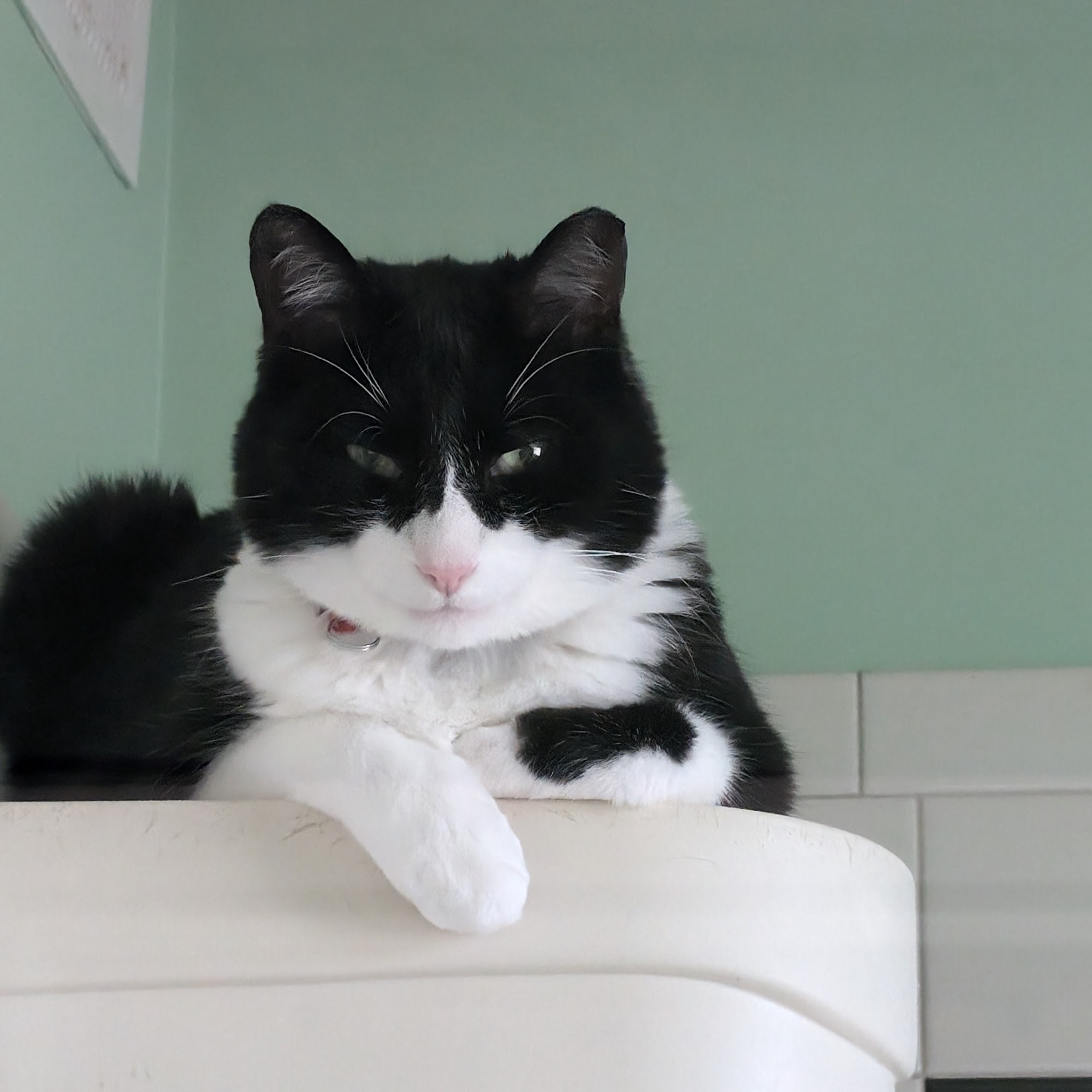 Amherst Boarding Kennel East Amherst