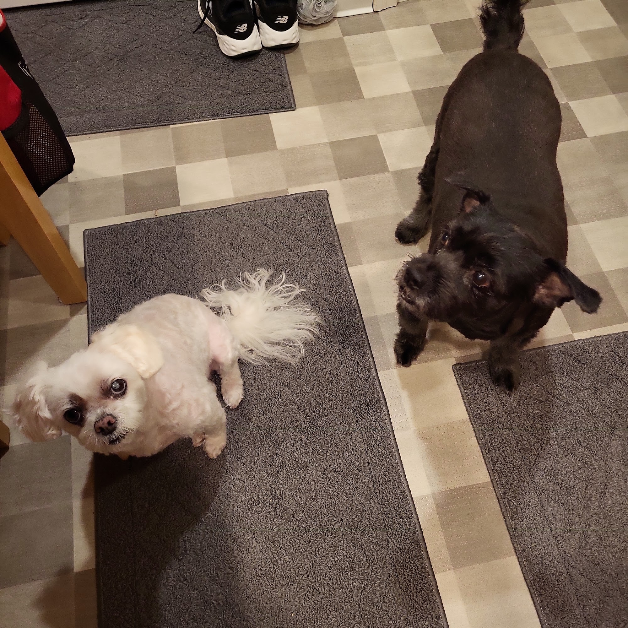 K-9 Cuts Inc East Amherst