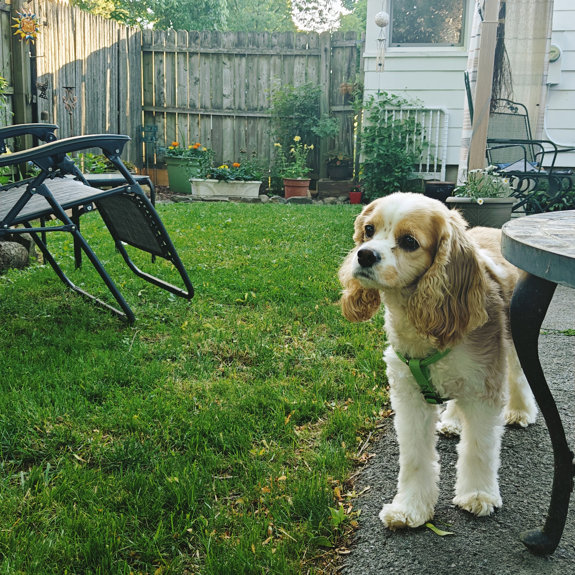 Aurora Park Animal Clinic East Aurora