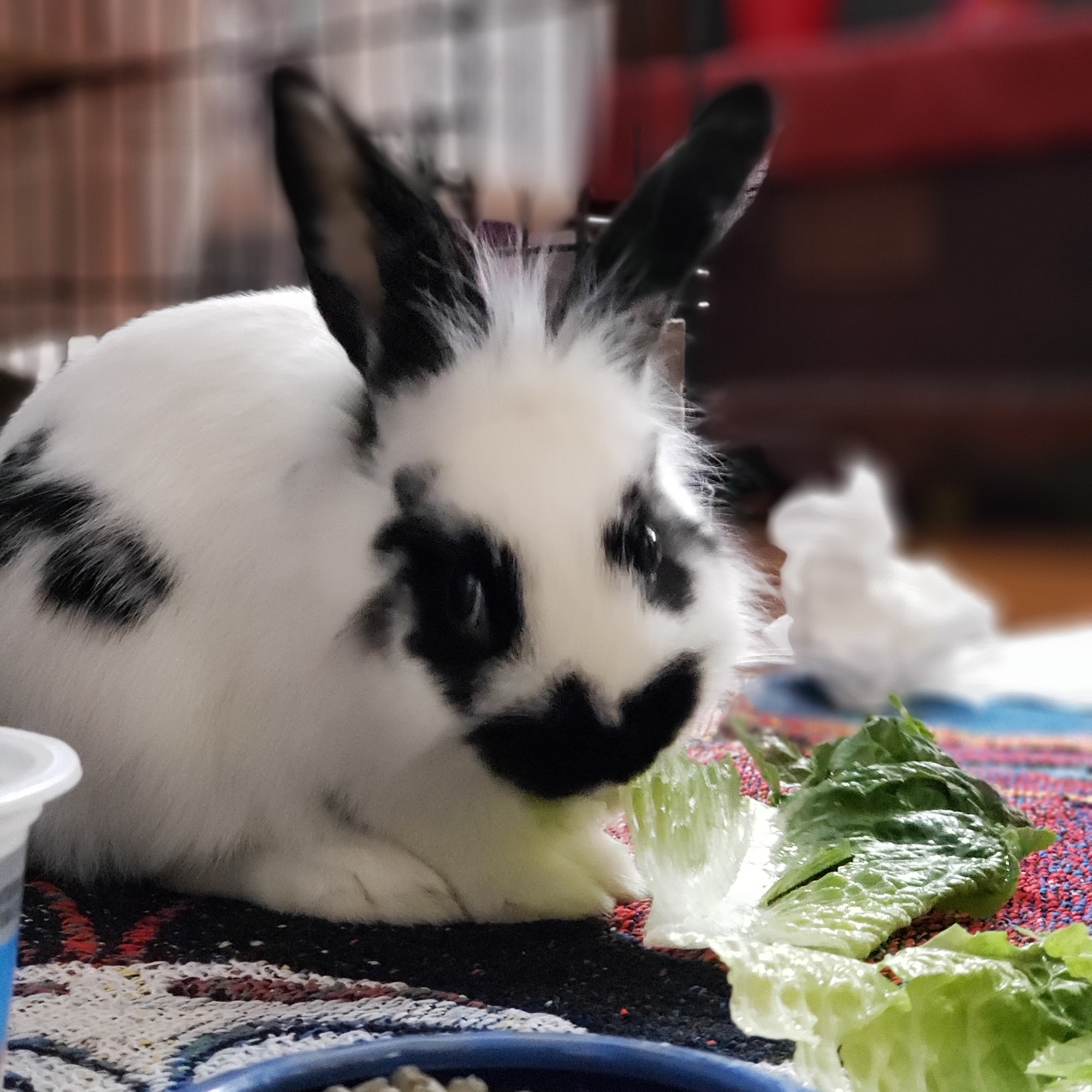 Seneca Animal Hospital East Aurora