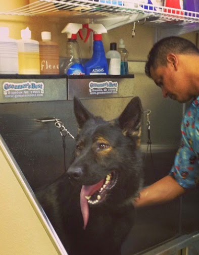 Pet Spa Inc East Elmhurst