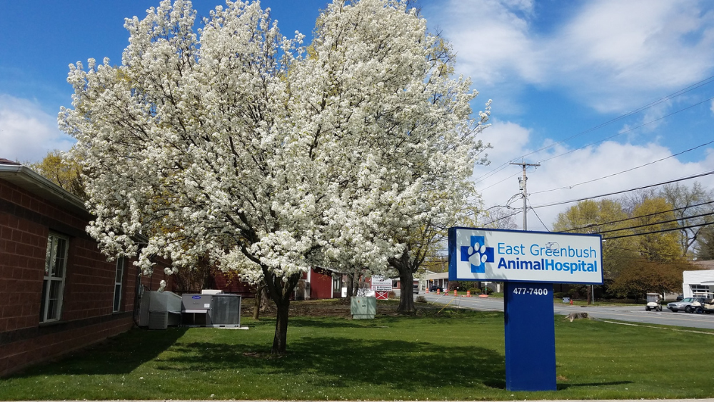 East Greenbush Animal Hospital East Greenbush