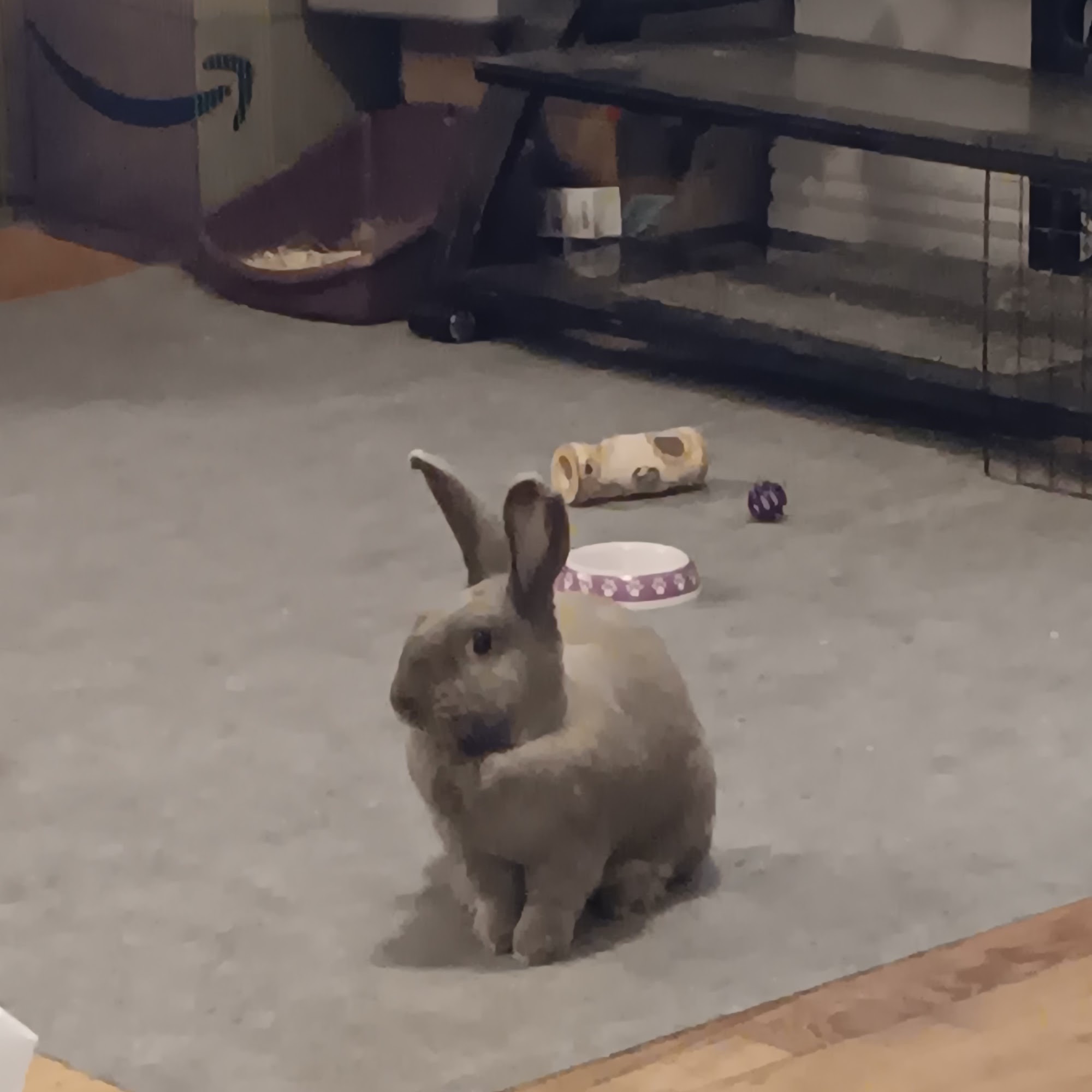 Dr. Debbie Chew East Greenbush