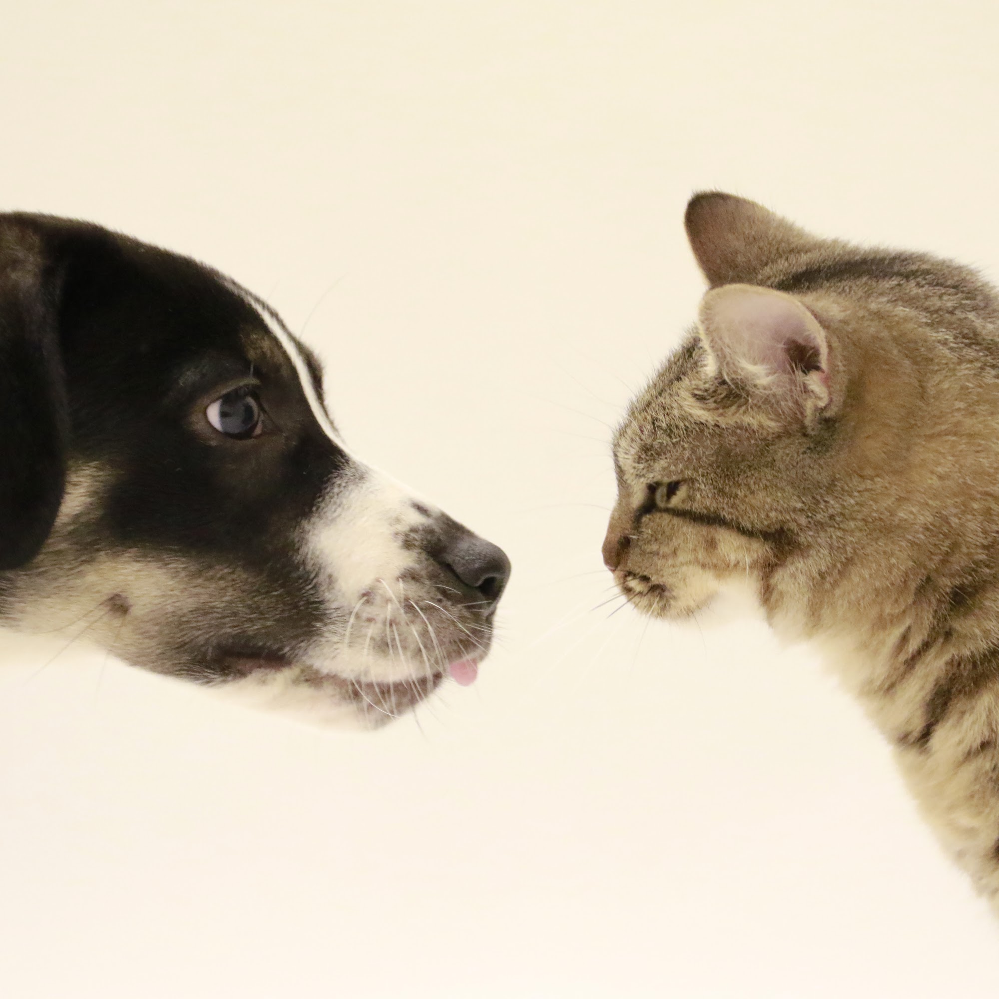 ARF - Animal Rescue Fund of the Hamptons East Hampton