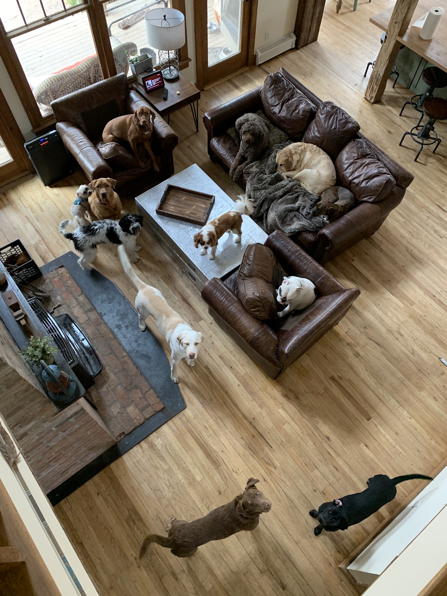 Abbey's Happy Hounds East Hampton